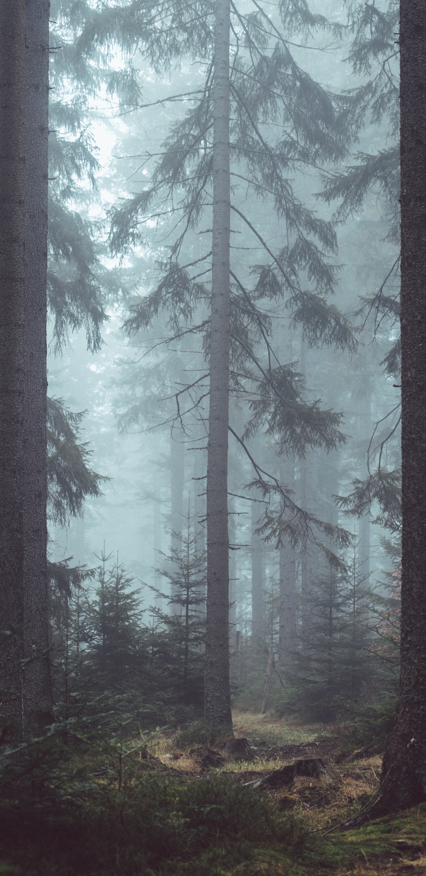 Download 1440x2960 Wallpaper Green Trees on Forest During Daytime Green Trees on Forest During Daytime. Wallpaper in 1440x2960 Resolution