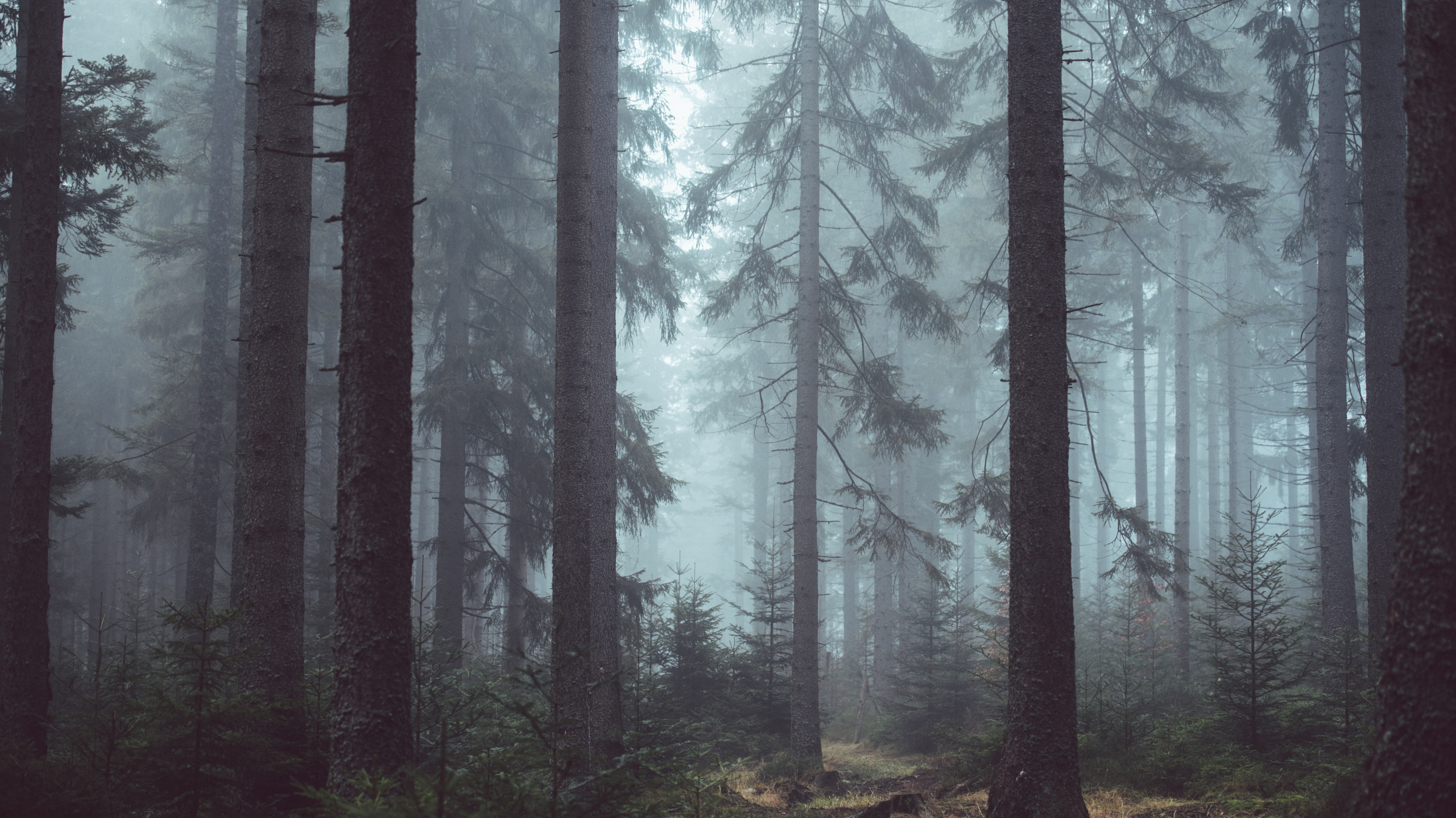 Green Trees on Forest During Daytime. Wallpaper in 2560x1440 Resolution