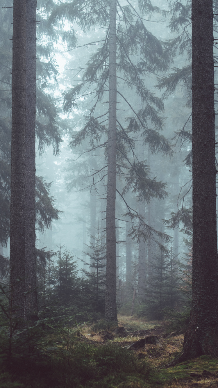 Green Trees on Forest During Daytime. Wallpaper in 750x1334 Resolution
