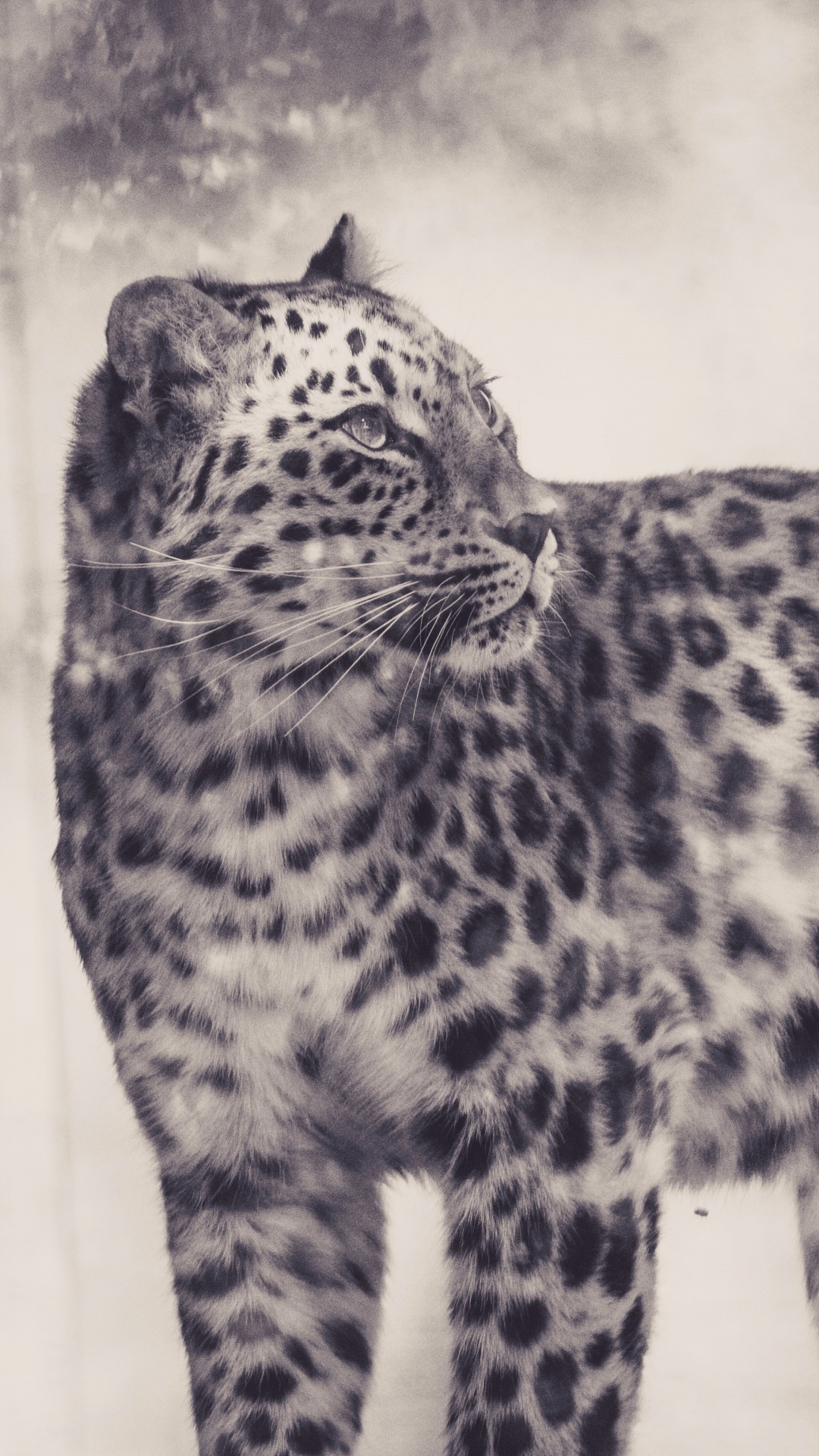 Grayscale Photo of Leopard on White Background. Wallpaper in 1080x1920 Resolution