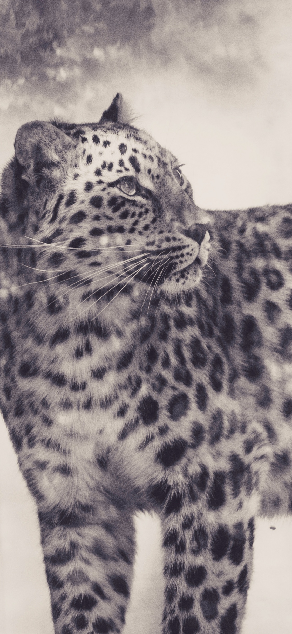 Grayscale Photo of Leopard on White Background. Wallpaper in 1125x2436 Resolution