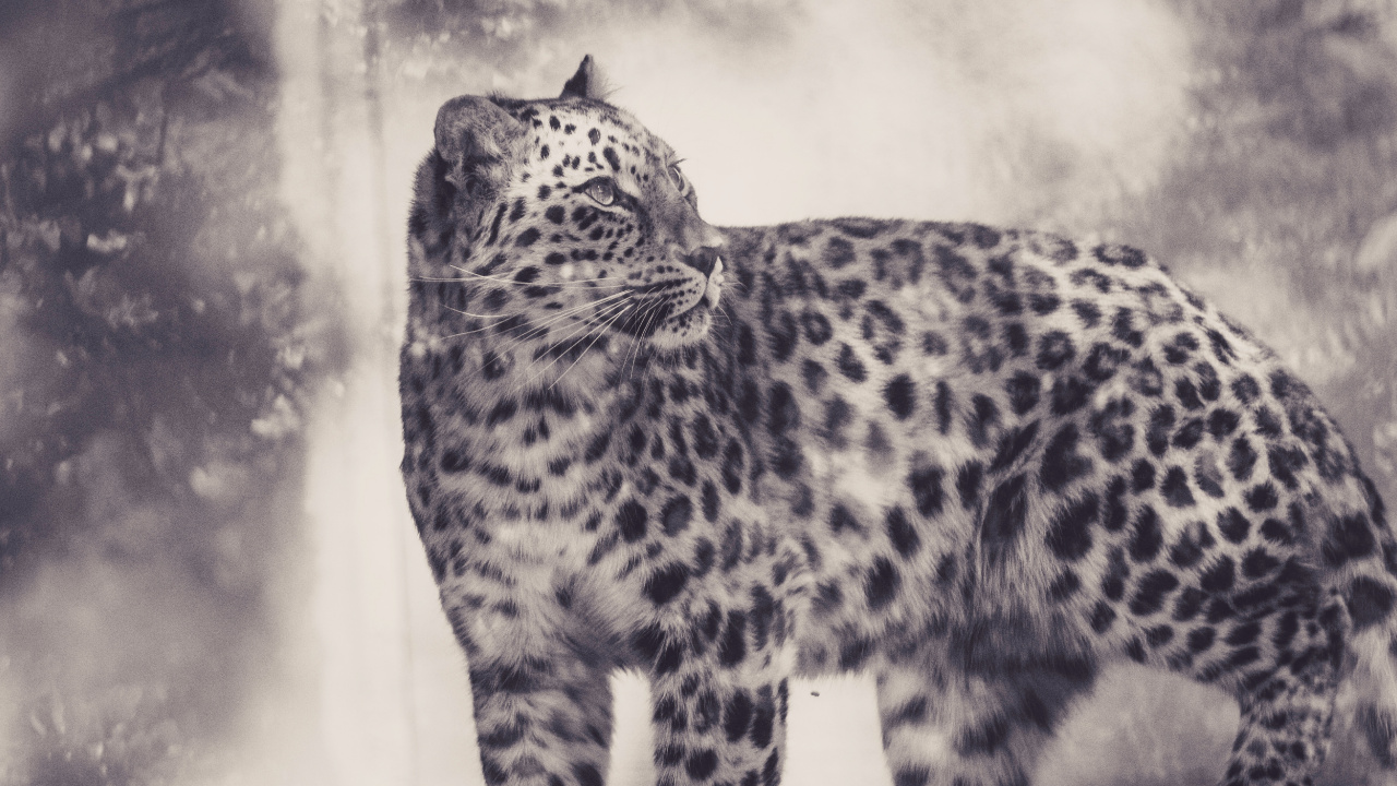 Grayscale Photo of Leopard on White Background. Wallpaper in 1280x720 Resolution