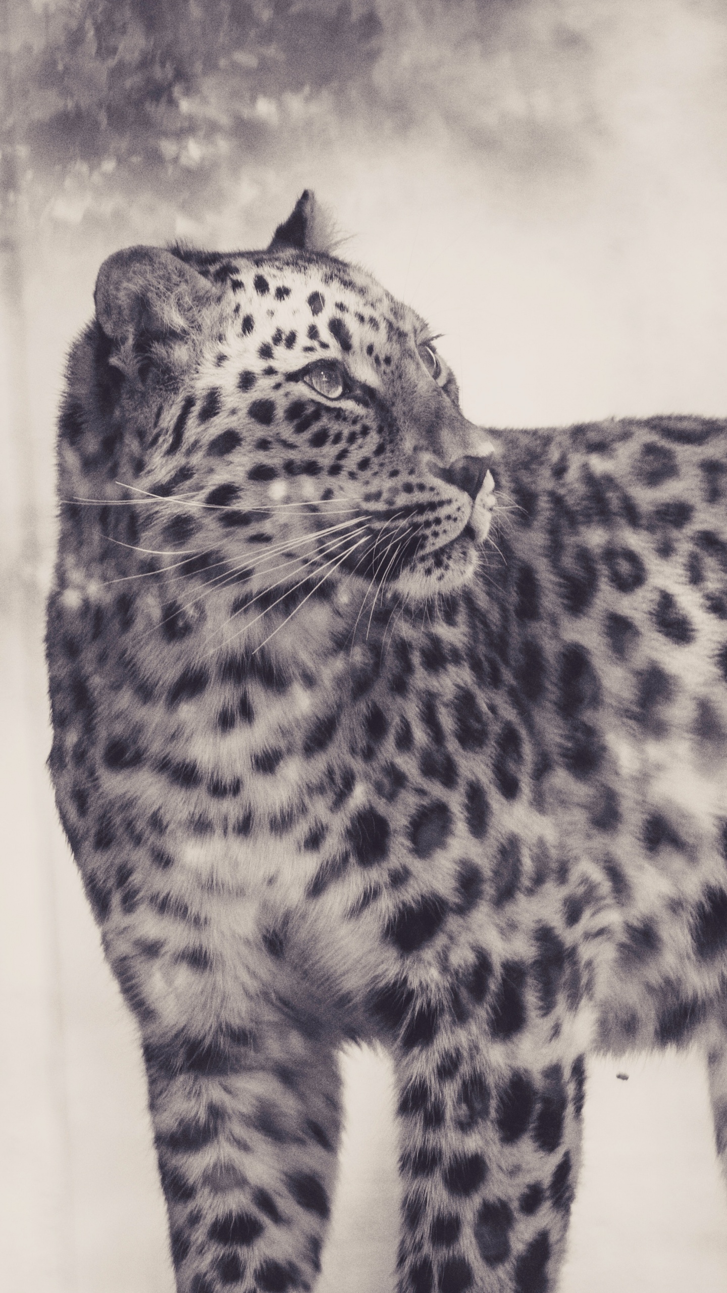 Grayscale Photo of Leopard on White Background. Wallpaper in 1440x2560 Resolution