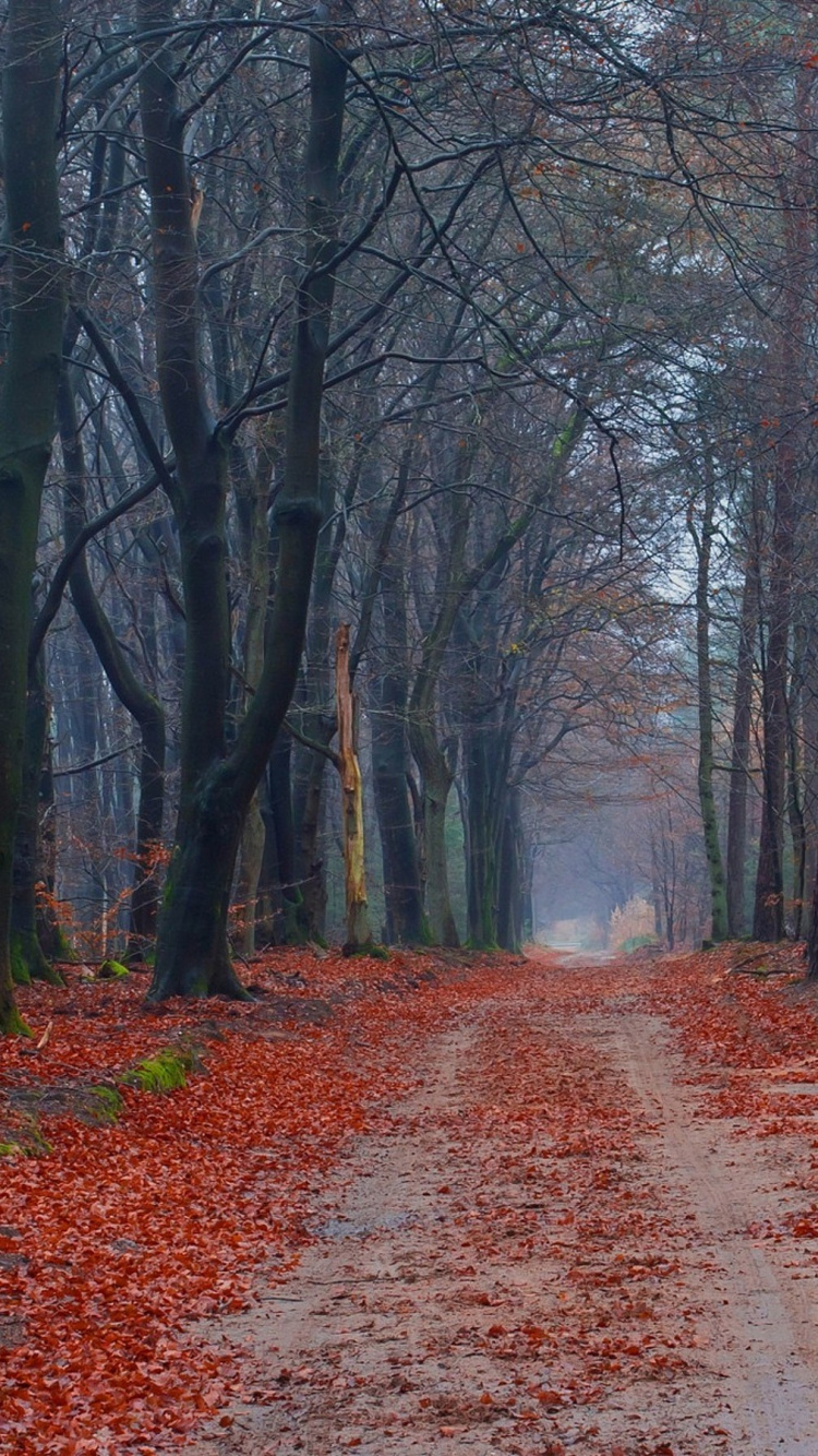 Brown Pathway Between Bare Trees. Wallpaper in 750x1334 Resolution