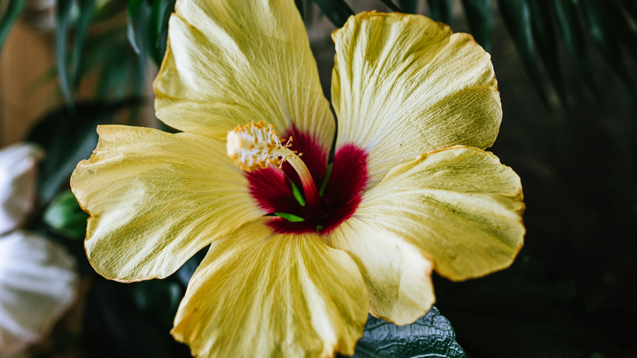 Yellow and Red Flower in Bloom. Wallpaper in 2560x1440 Resolution