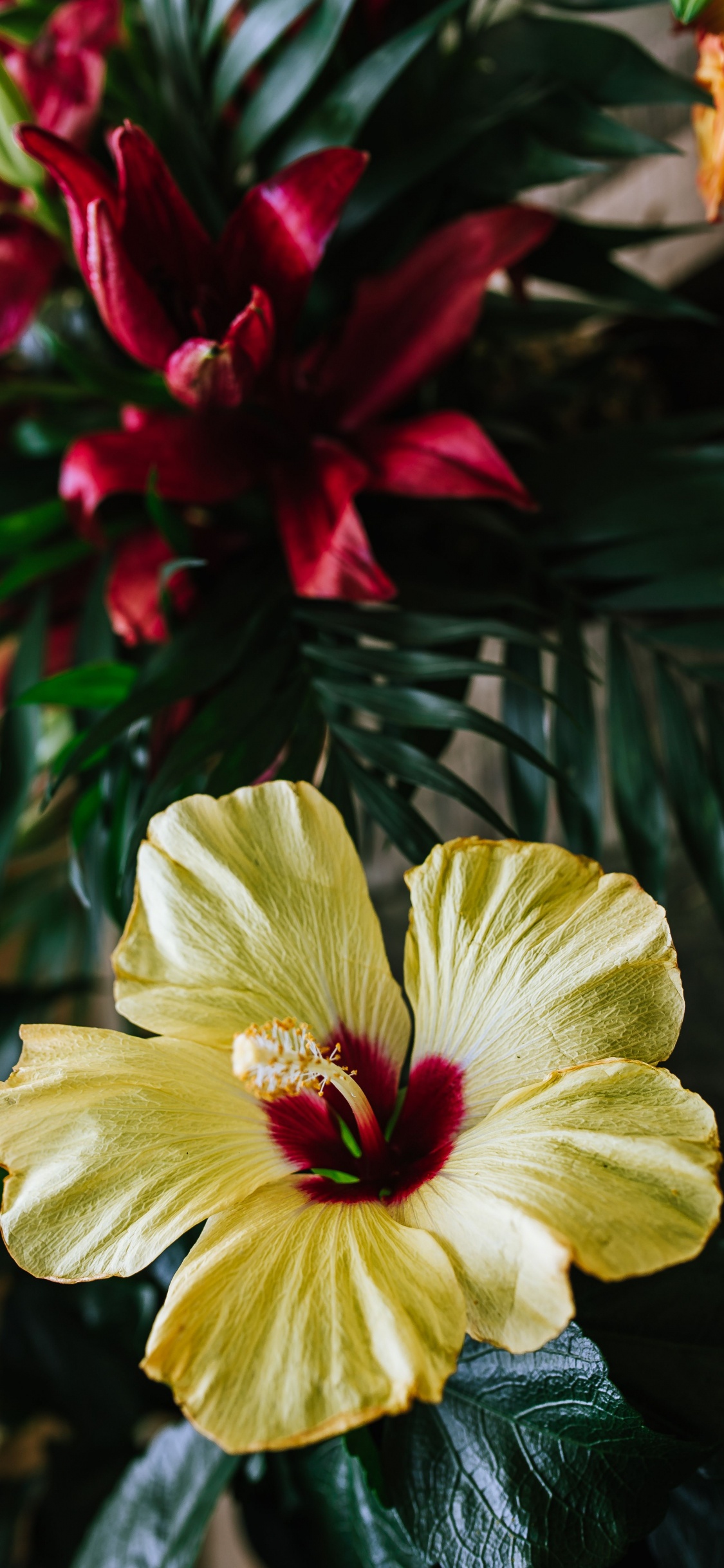 Fleur Jaune et Rouge en Fleur. Wallpaper in 1125x2436 Resolution