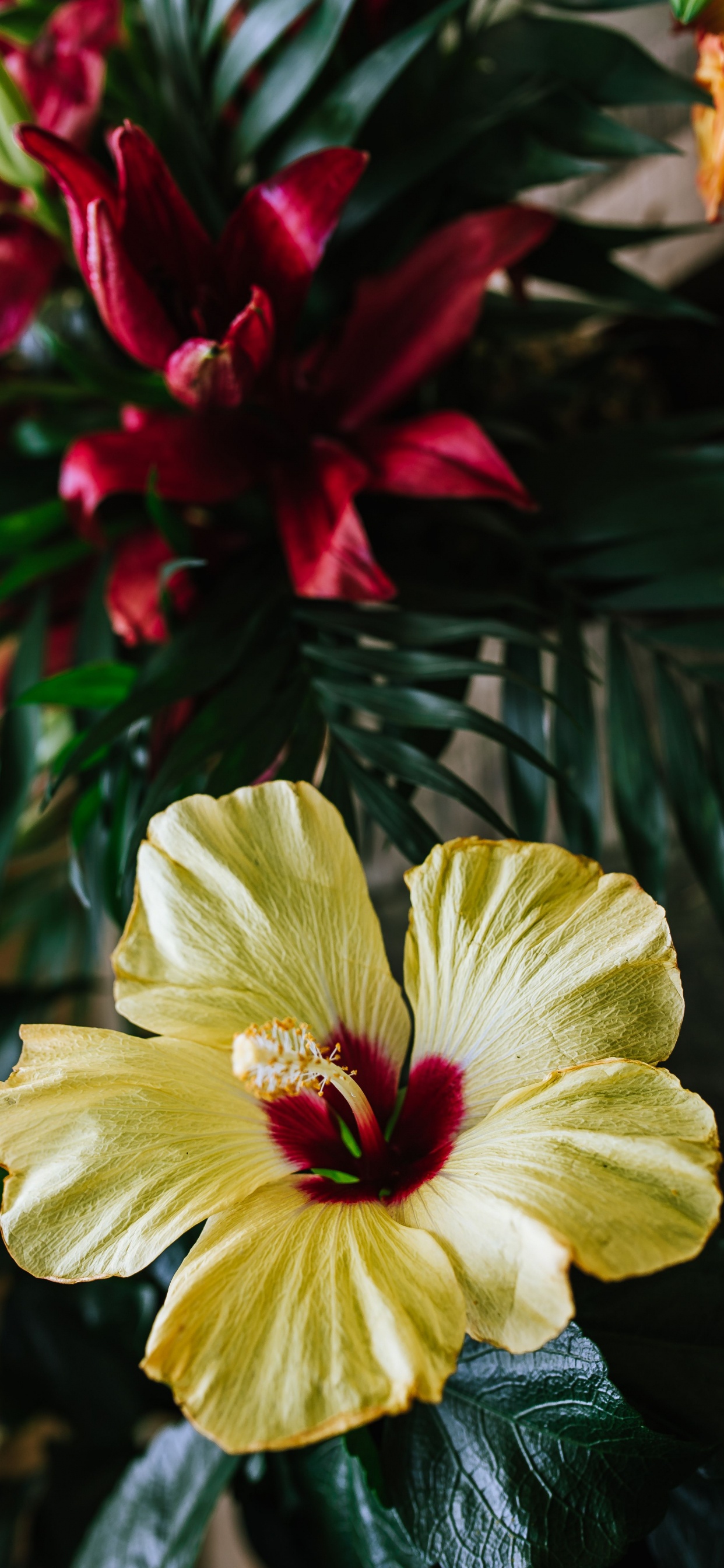 Fleur Jaune et Rouge en Fleur. Wallpaper in 1242x2688 Resolution