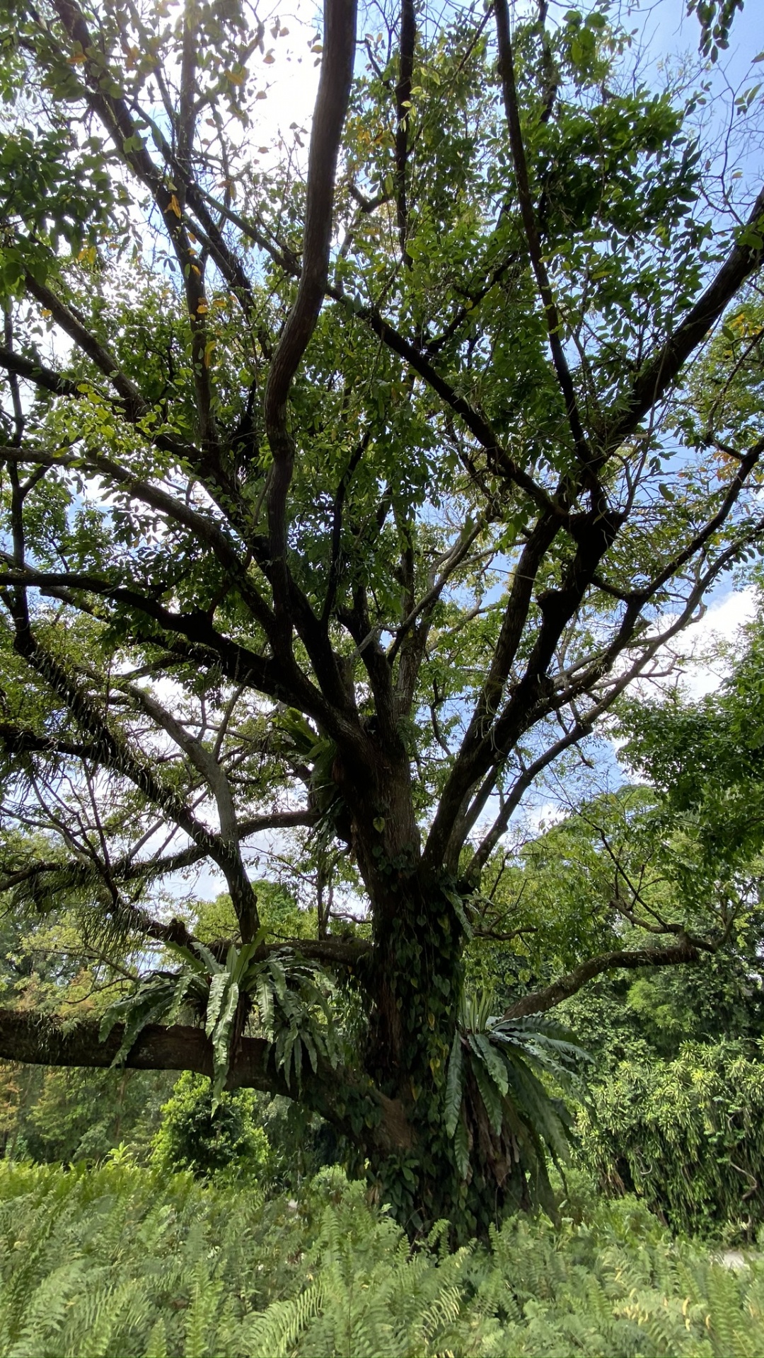 Vegetation, Branch, Woody Plant, Nature Reserve, Terrestrial Plant. Wallpaper in 1080x1920 Resolution