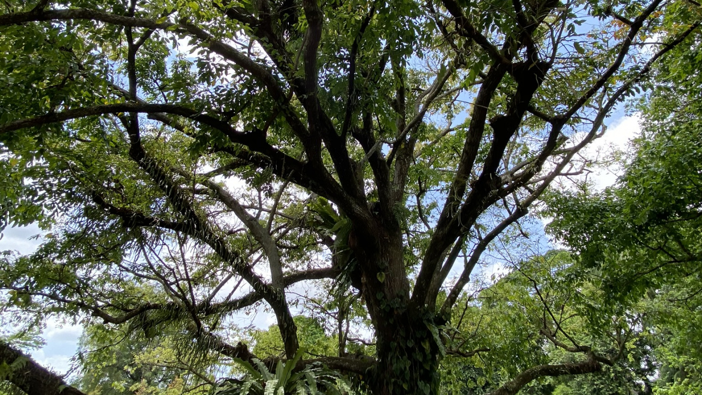 Vegetation, Branch, Woody Plant, Nature Reserve, Terrestrial Plant. Wallpaper in 1366x768 Resolution