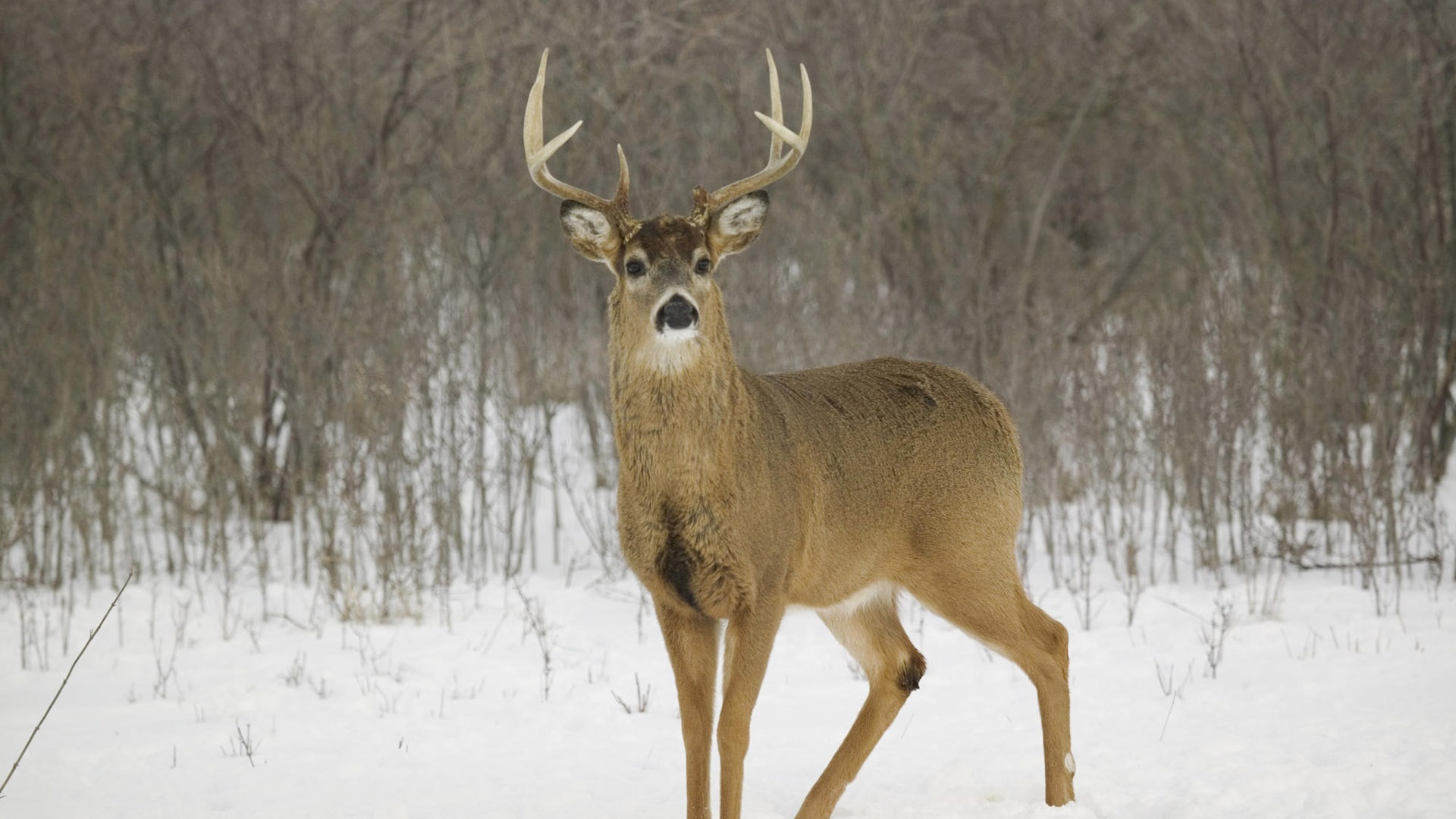 Brown Deer on Snow Covered Ground During Daytime. Wallpaper in 1920x1080 Resolution