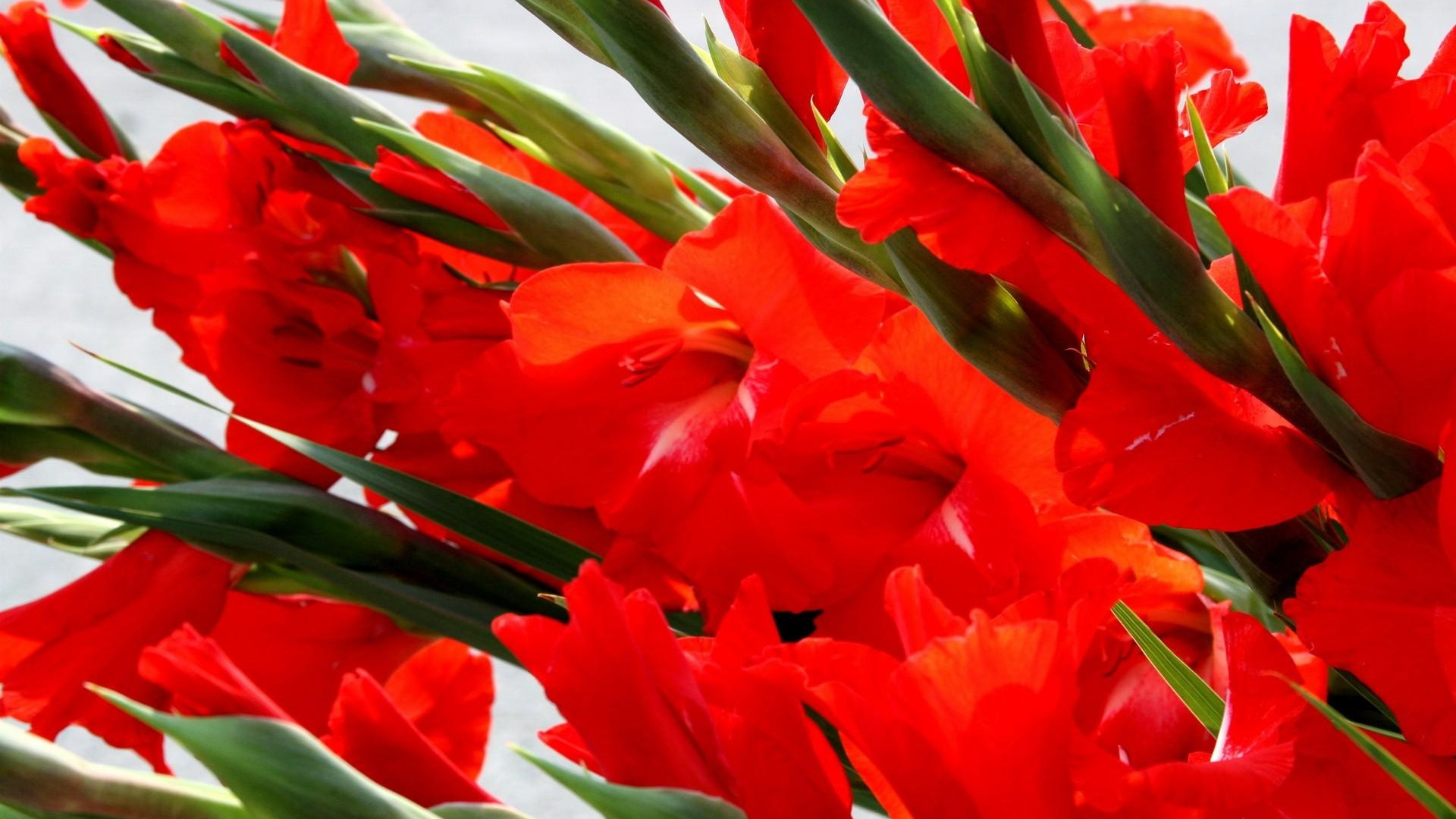 Fleurs Rouges Avec Des Feuilles Vertes. Wallpaper in 1920x1080 Resolution