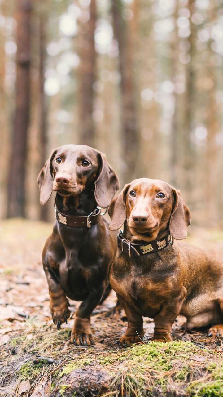 Chien Brun à Poil Court Assis Sur le Sol Pendant la Journée. Wallpaper in 720x1280 Resolution
