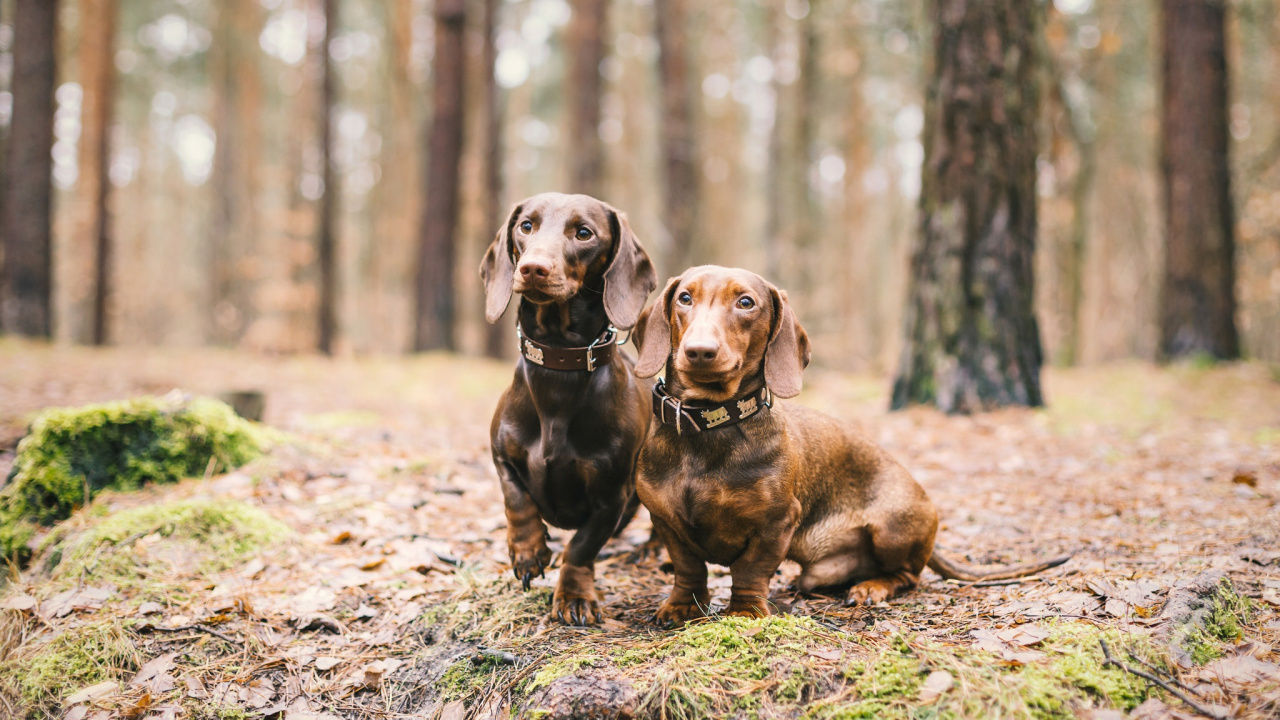 Perro de Pelo Corto Marrón Sentado en el Suelo Durante el Día. Wallpaper in 1280x720 Resolution