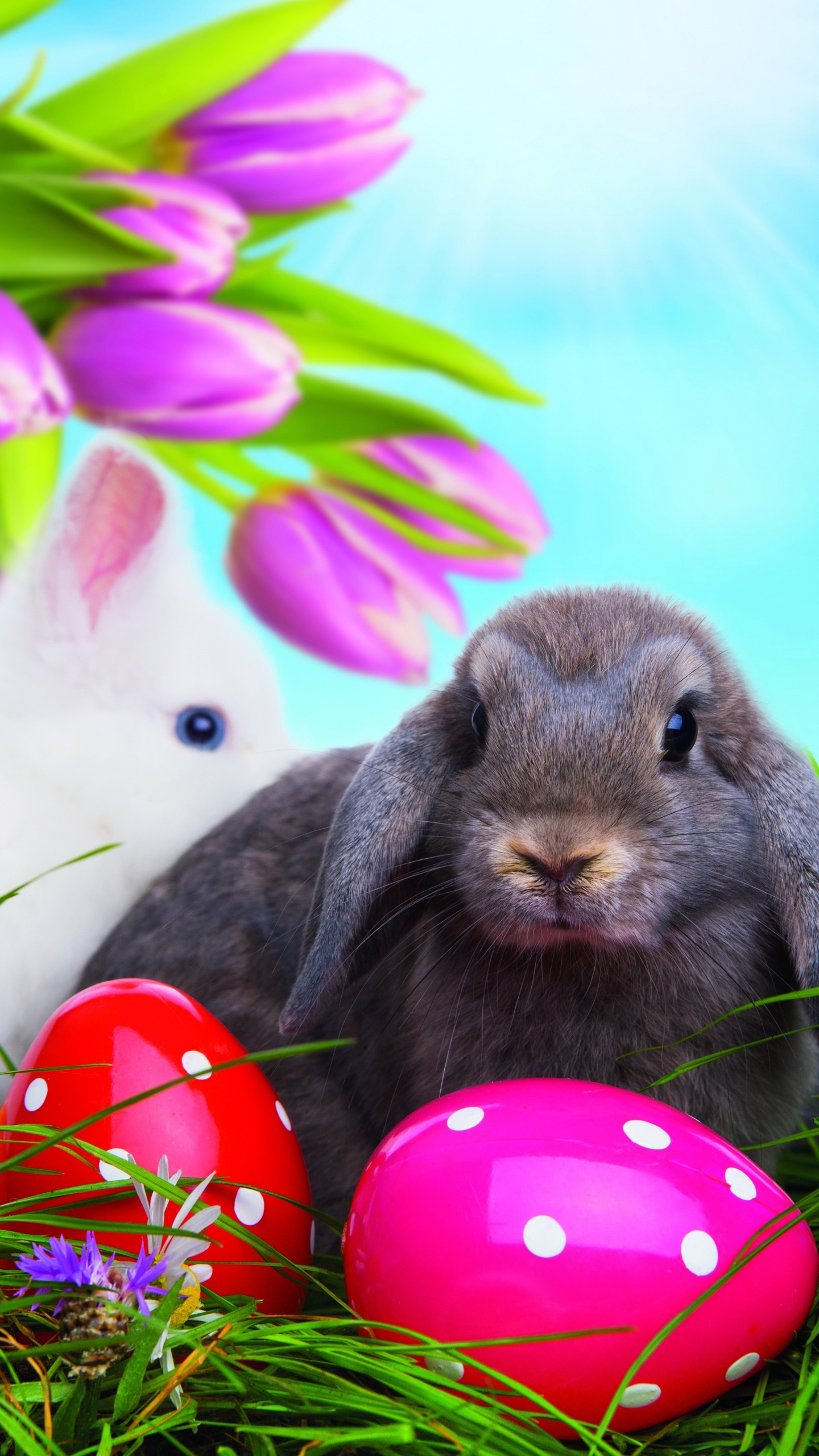 Lapin de Pâques, Oeuf de Pâques, Pâques, Les Lapins et Les Lièvres, Lapin. Wallpaper in 1440x2560 Resolution