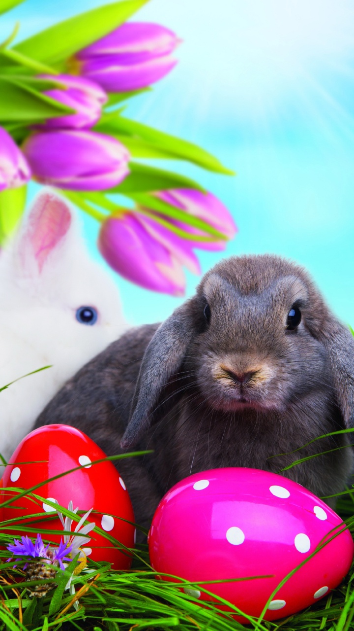 Lapin de Pâques, Oeuf de Pâques, Pâques, Les Lapins et Les Lièvres, Lapin. Wallpaper in 720x1280 Resolution