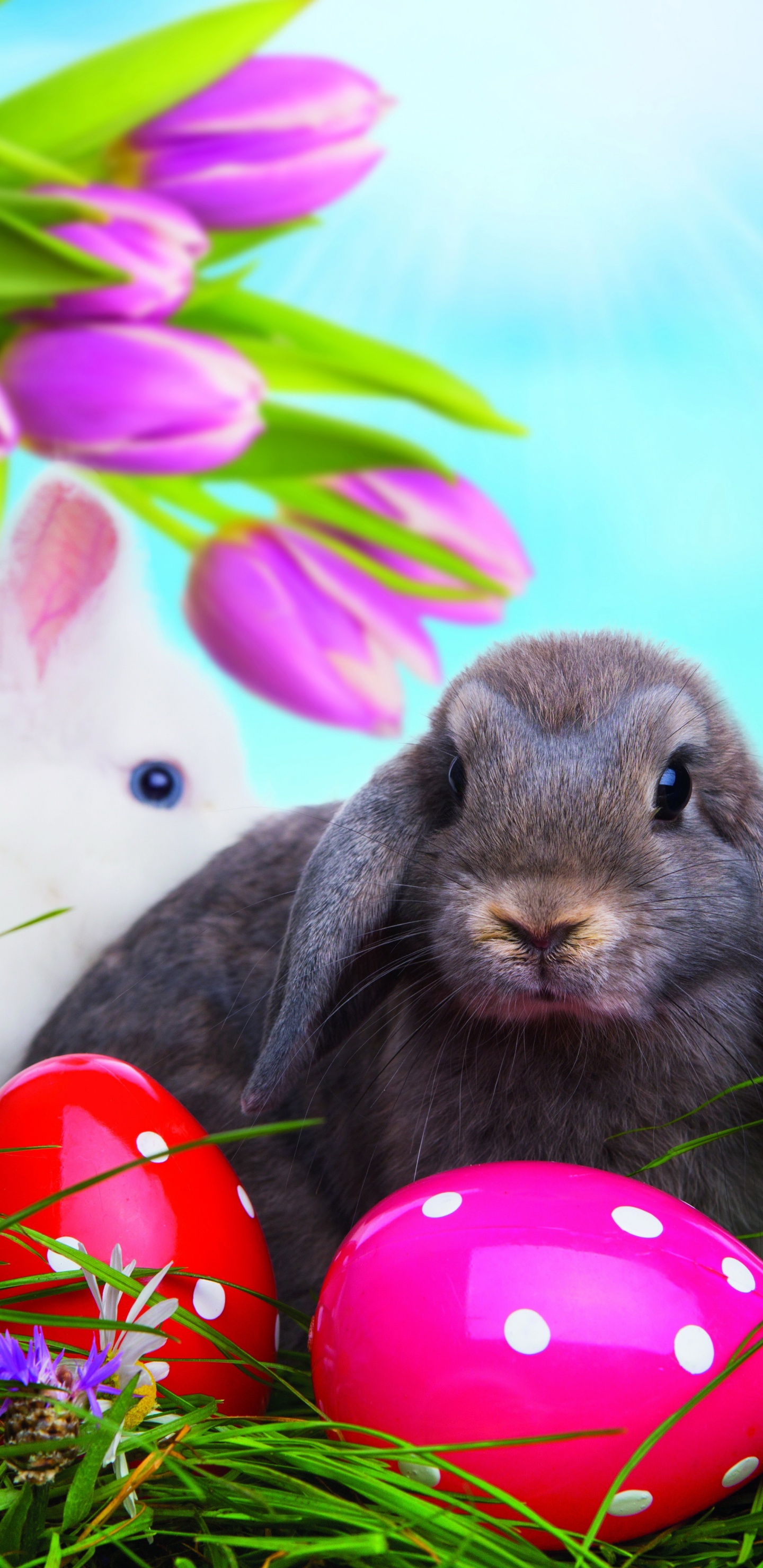Osterhase, Osterei, Gras, Ostern, Kaninchen Und Hasen. Wallpaper in 1440x2960 Resolution