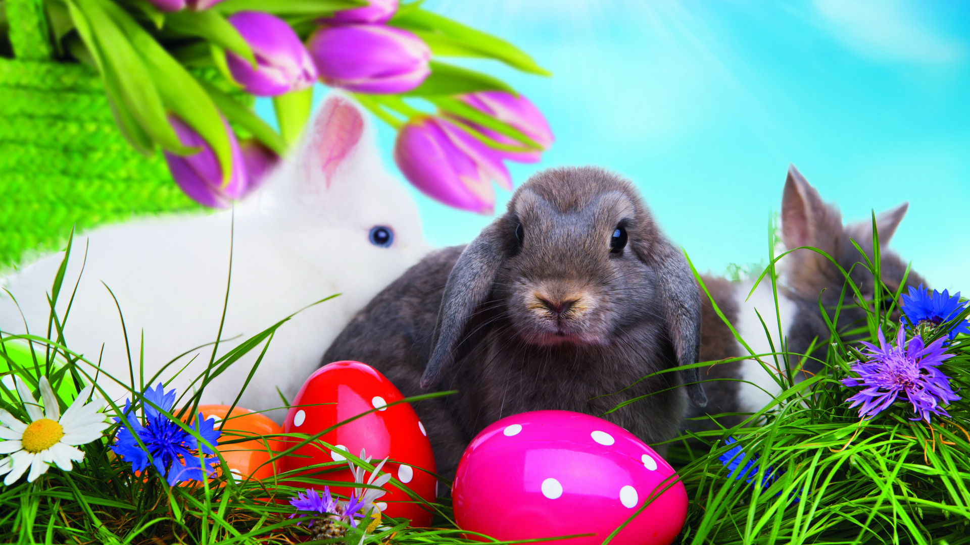 Osterhase, Osterei, Gras, Ostern, Kaninchen Und Hasen. Wallpaper in 1920x1080 Resolution