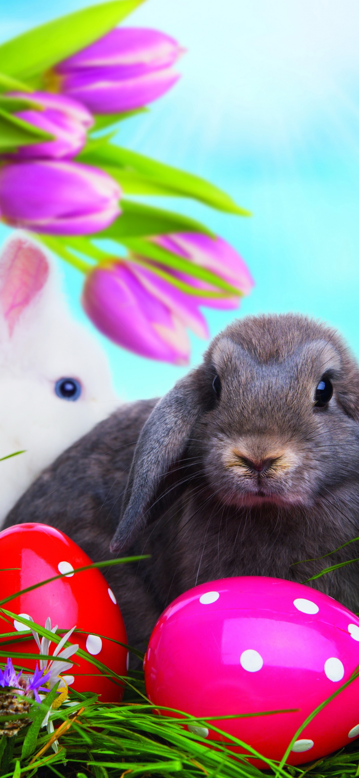 Conejito de Pascua, Huevo de Pascua, Pascua, Los Conejos y Las Liebres, Conejo. Wallpaper in 1242x2688 Resolution