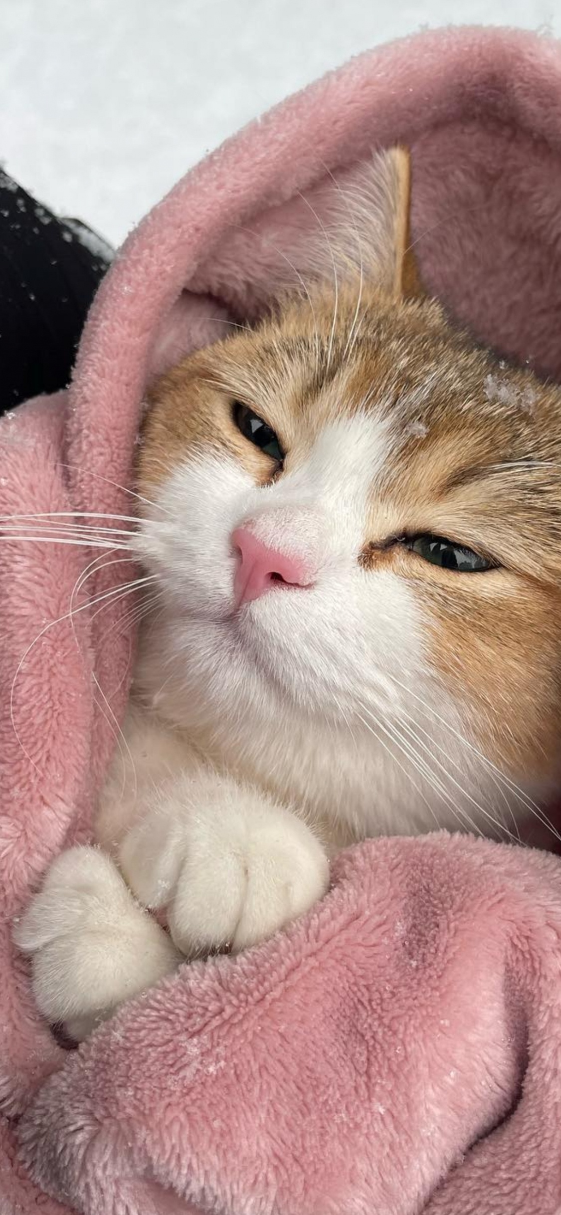 欧洲短毛猫, 爱琴的猫, 大花猫, 小猫 壁纸 1125x2436 允许