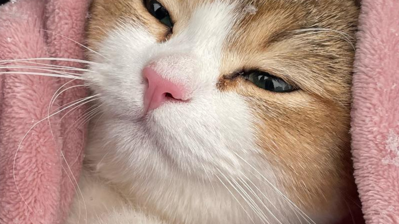 欧洲短毛猫, 爱琴的猫, 大花猫, 小猫 壁纸 1280x720 允许