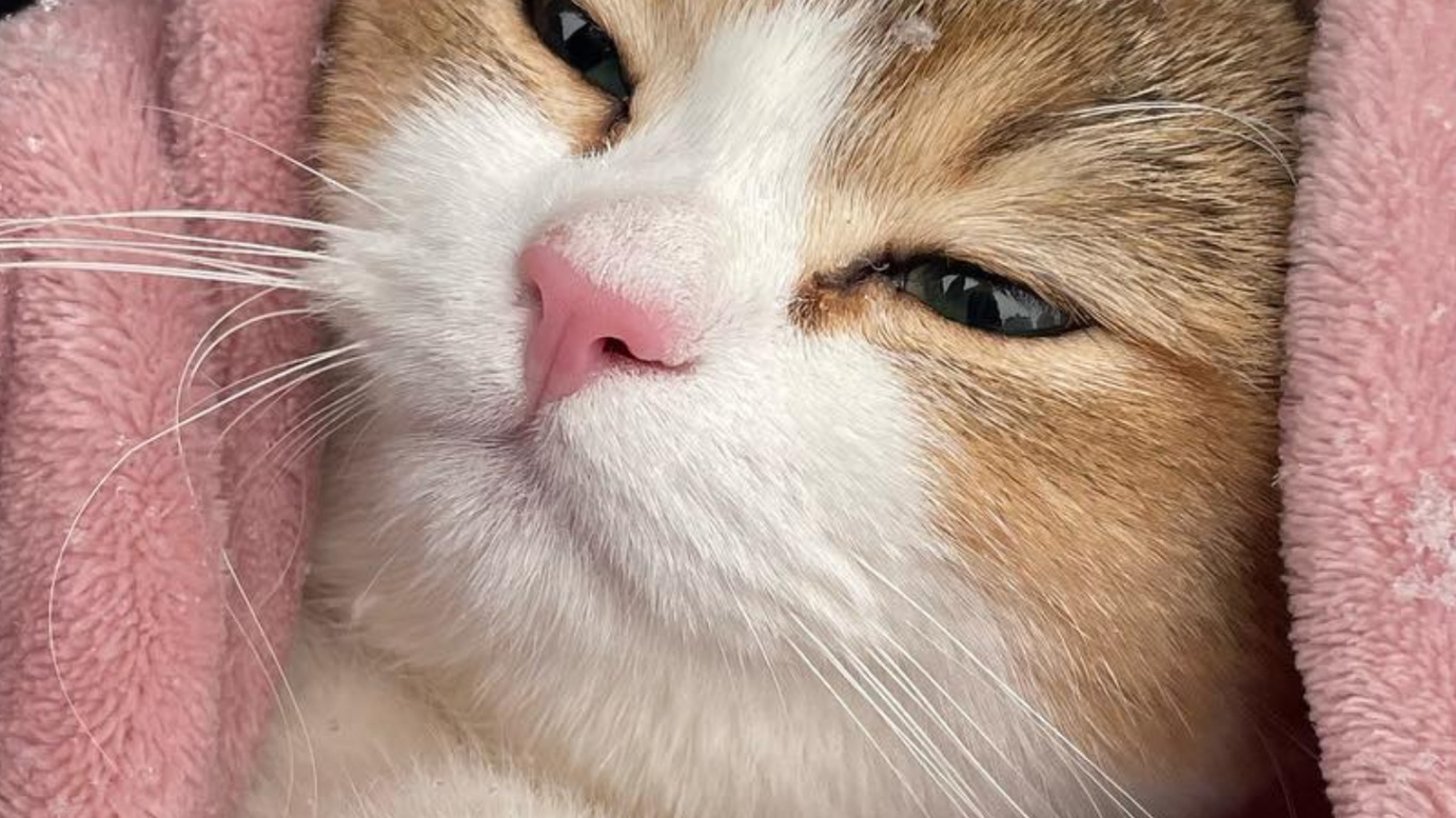 欧洲短毛猫, 爱琴的猫, 大花猫, 小猫 壁纸 1366x768 允许