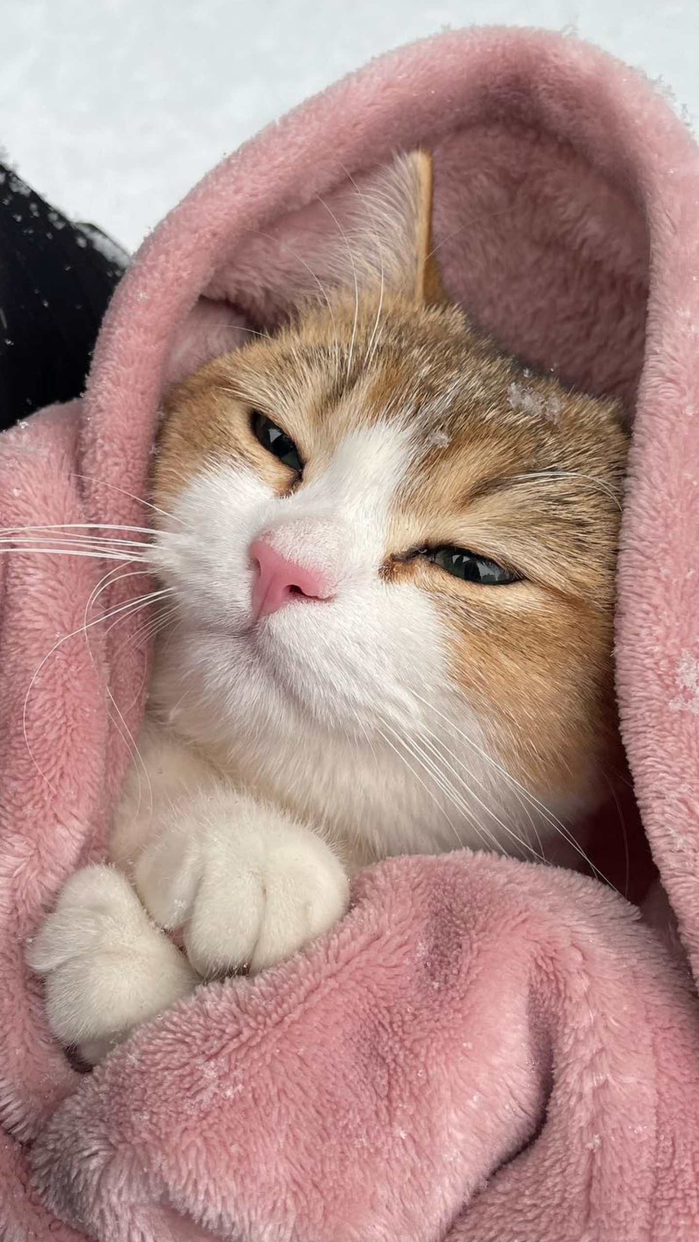 欧洲短毛猫, 爱琴的猫, 大花猫, 小猫 壁纸 1440x2560 允许