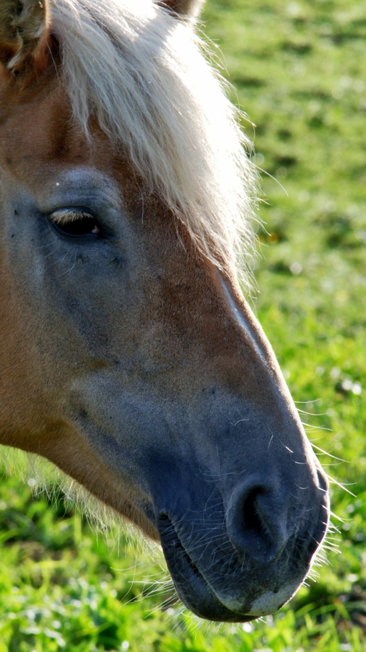 Caballo Marrón en el Campo de Hierba Verde Durante el Día. Wallpaper in 720x1280 Resolution