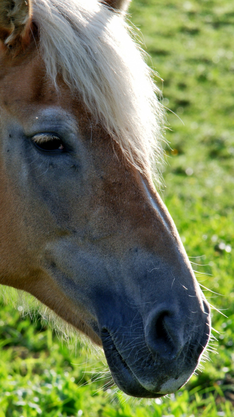 Caballo Marrón en el Campo de Hierba Verde Durante el Día. Wallpaper in 750x1334 Resolution