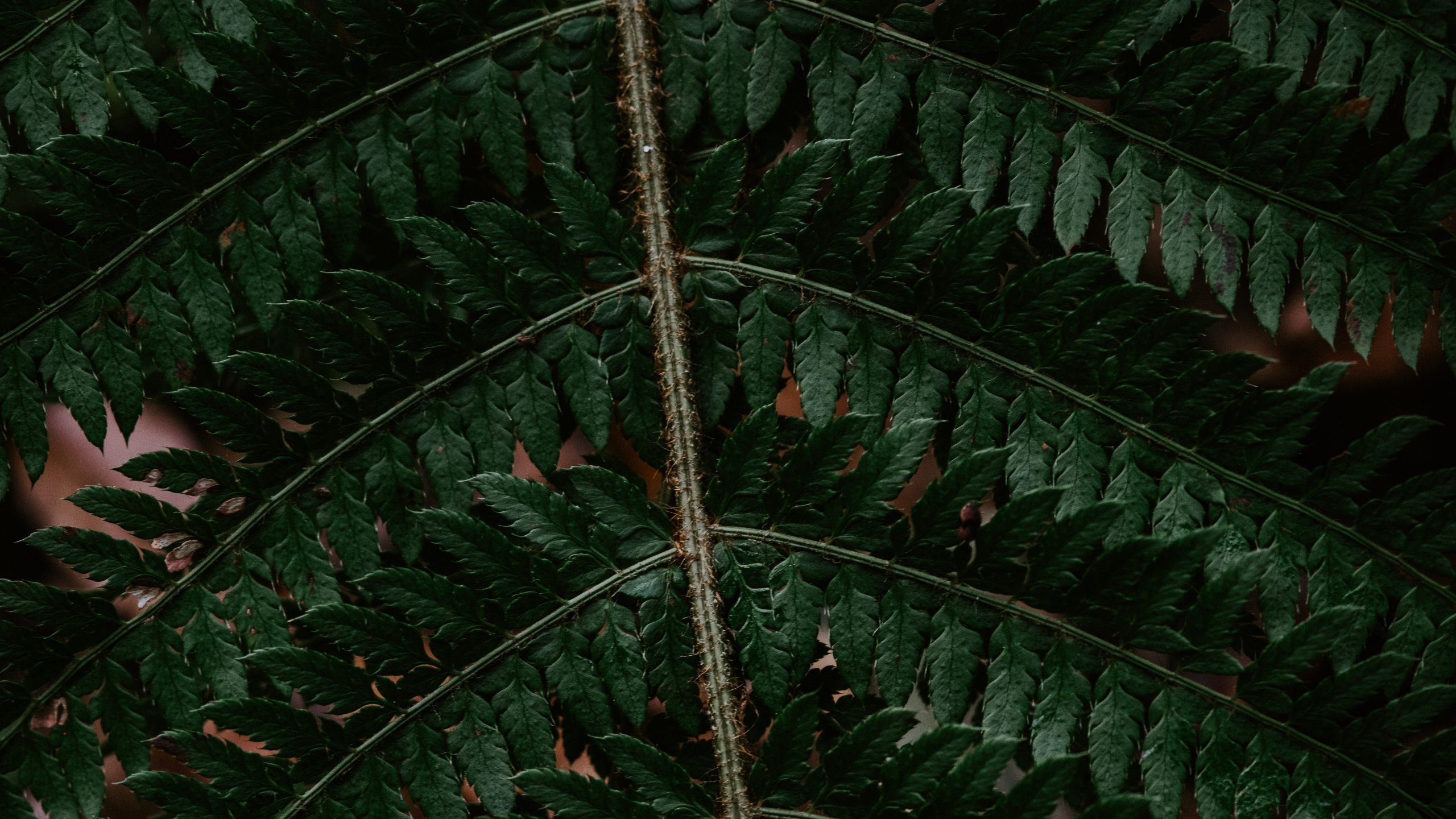 Helecho, Verde, Planta Terrestre, la Botánica, Plantas Vasculares. Wallpaper in 2560x1440 Resolution