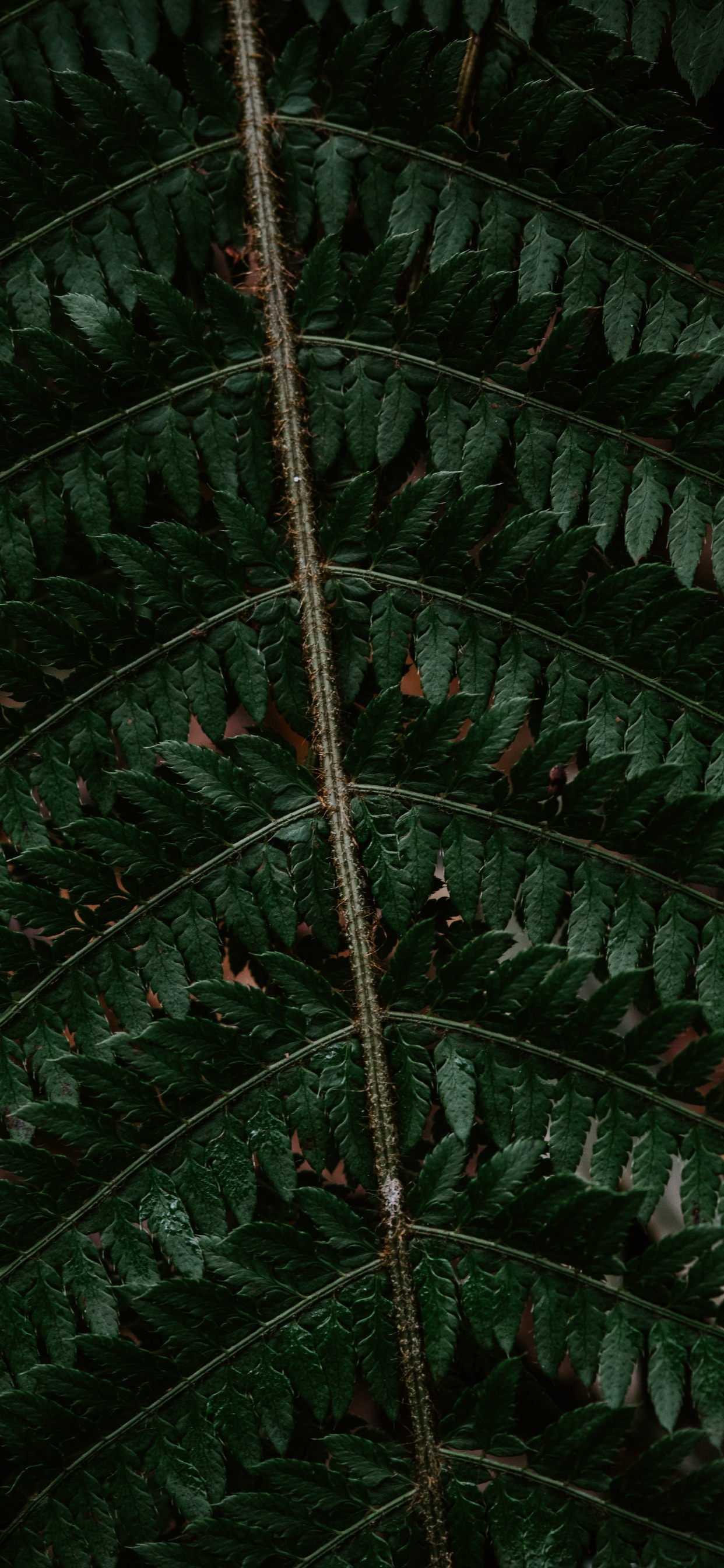 Fern, Leaf, Green, Terrestrial Plant, Plant. Wallpaper in 1242x2688 Resolution