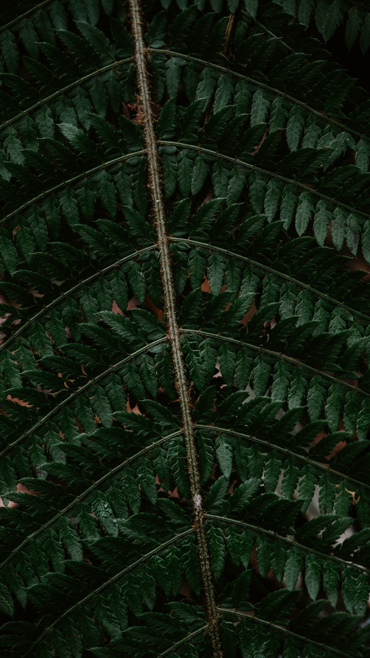 Fern, Leaf, Green, Terrestrial Plant, Plant. Wallpaper in 720x1280 Resolution