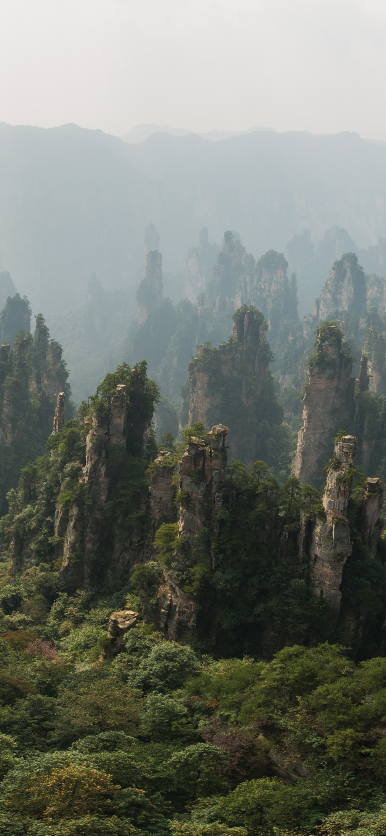 Green Trees on Mountain During Foggy Day. Wallpaper in 1242x2688 Resolution