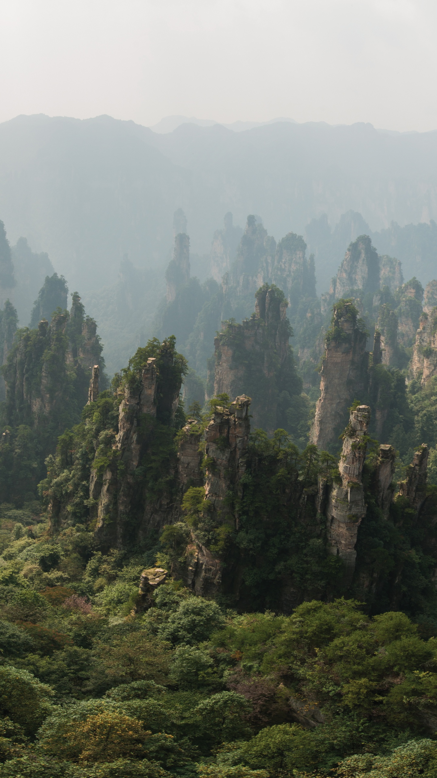 Green Trees on Mountain During Foggy Day. Wallpaper in 1440x2560 Resolution