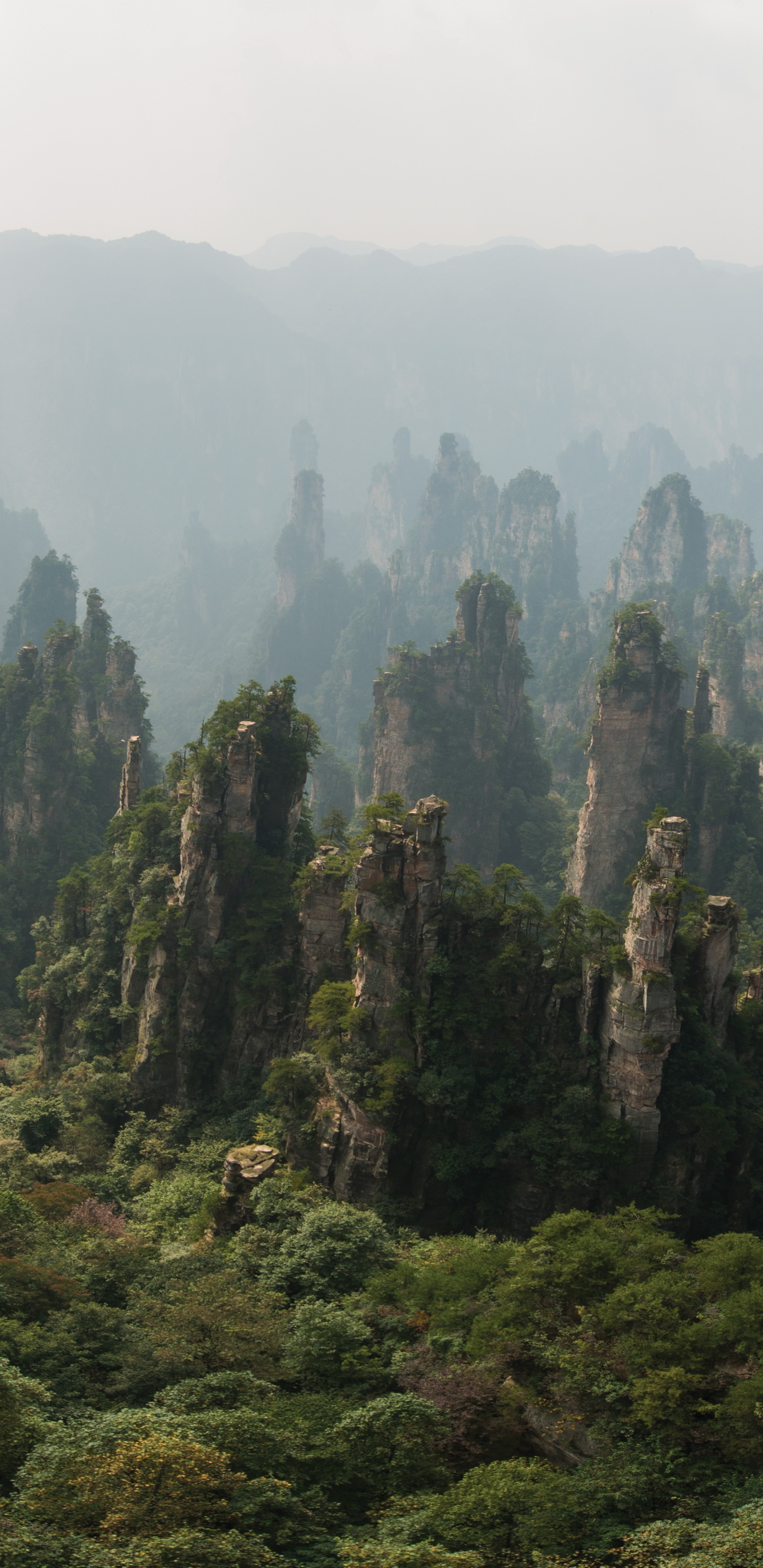 张家界天子山, 天门山, Zhangjiajie Glass Bridge, 多山的地貌, 植被 壁纸 1440x2960 允许