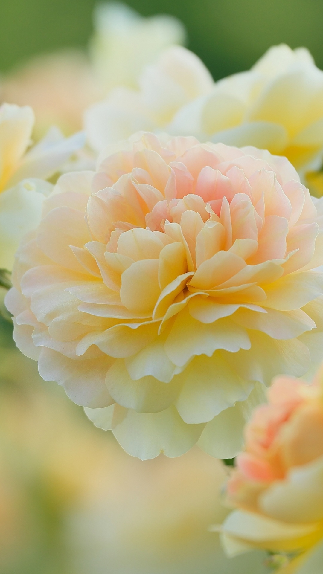 White and Pink Flower in Tilt Shift Lens. Wallpaper in 1080x1920 Resolution