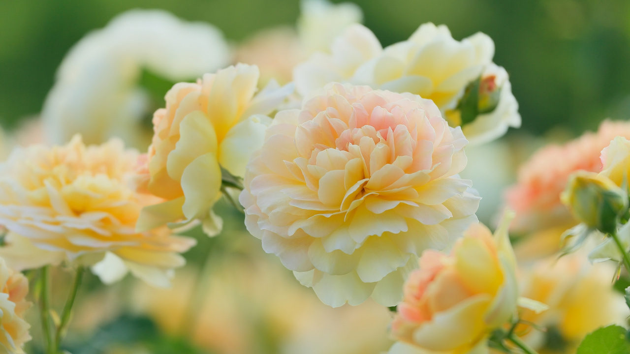 White and Pink Flower in Tilt Shift Lens. Wallpaper in 1280x720 Resolution