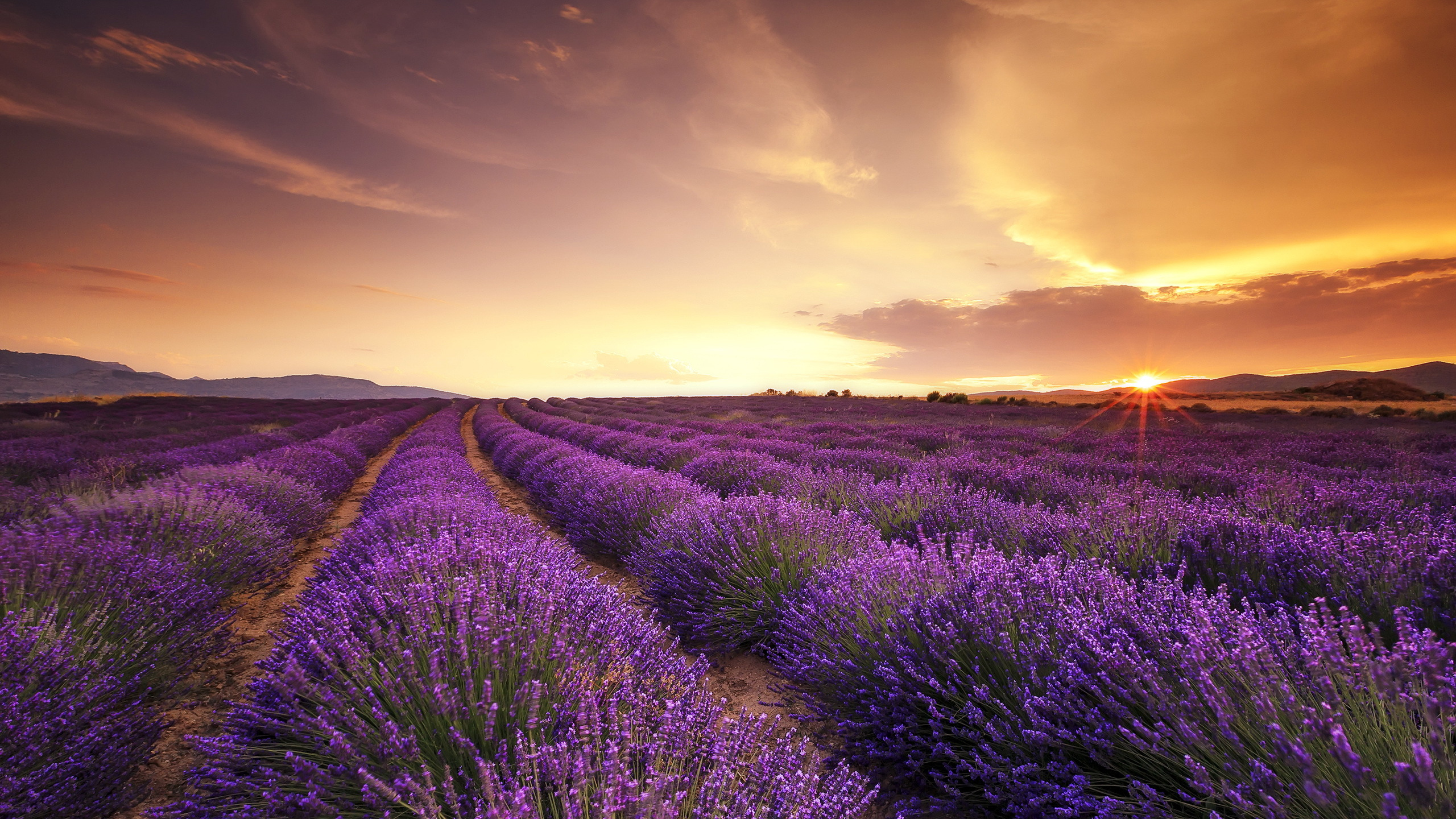 Purple Flower Field During Sunset. Wallpaper in 2560x1440 Resolution