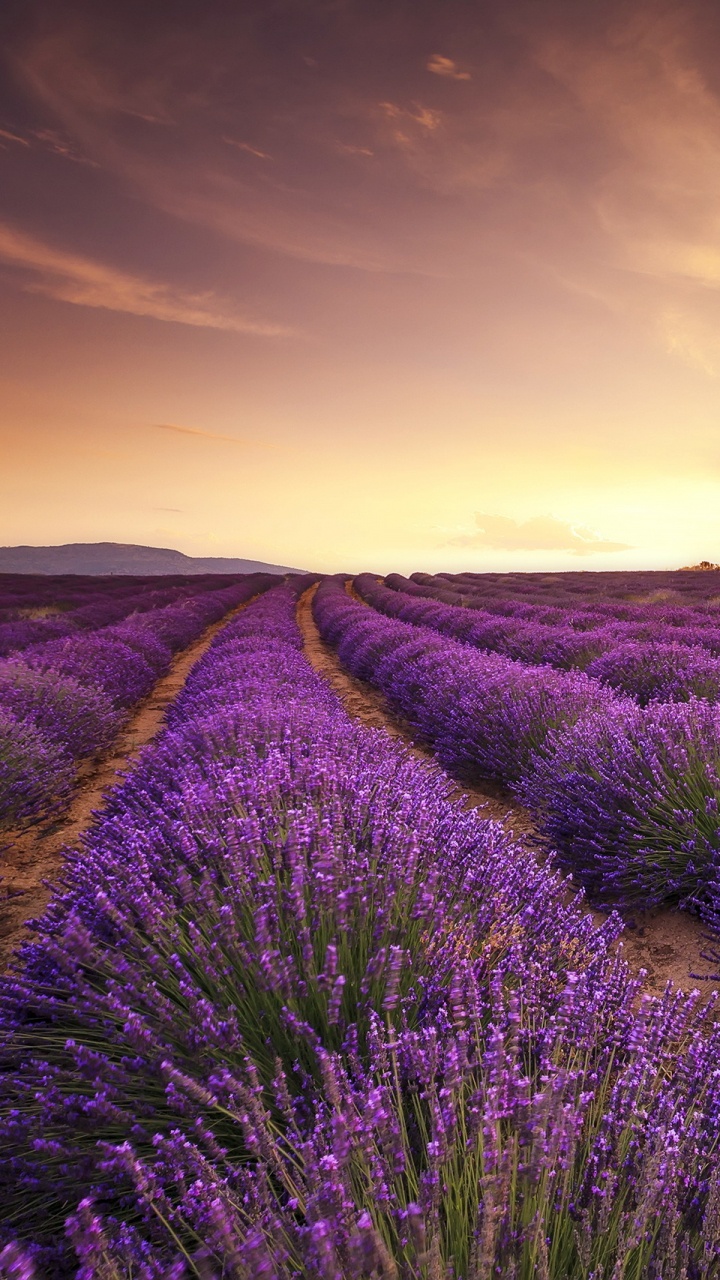 Campo de Flores Moradas Durante la Puesta de Sol. Wallpaper in 720x1280 Resolution