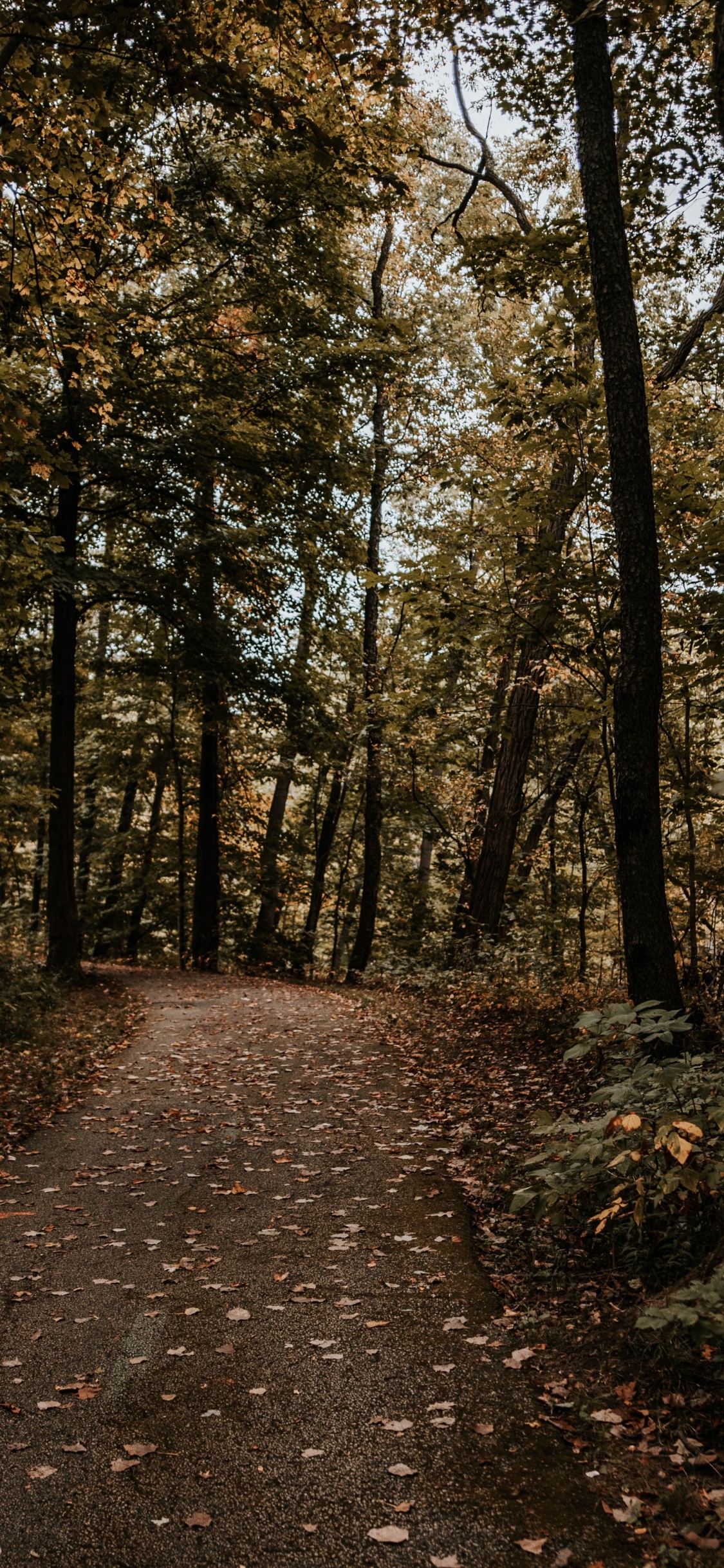 Naturaleza, Entorno Natural, Bosque, Paisaje Natural, Luz. Wallpaper in 1125x2436 Resolution