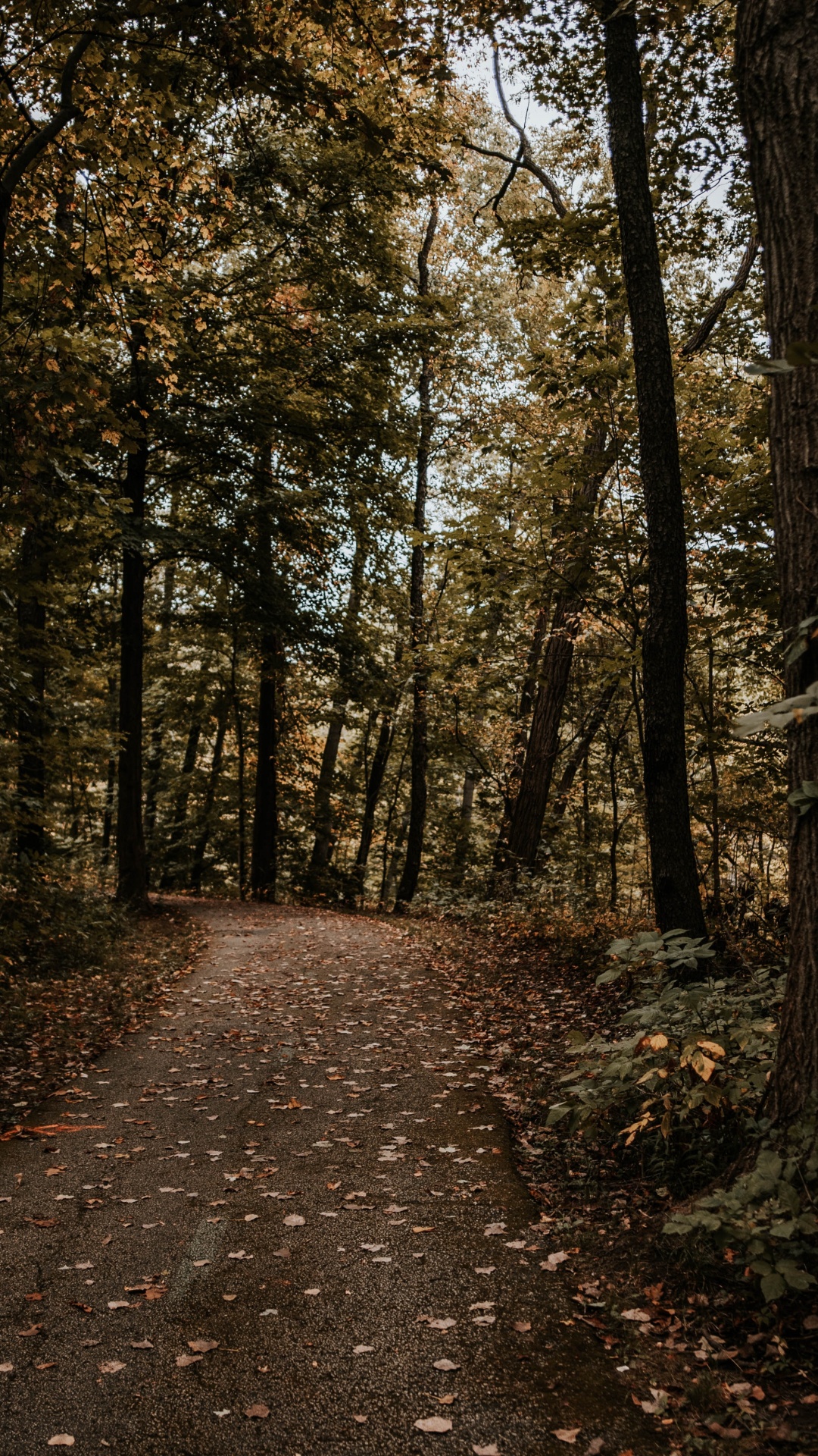 Forêt, Nature, Environnement Naturel, Woodland, Feuille. Wallpaper in 1080x1920 Resolution
