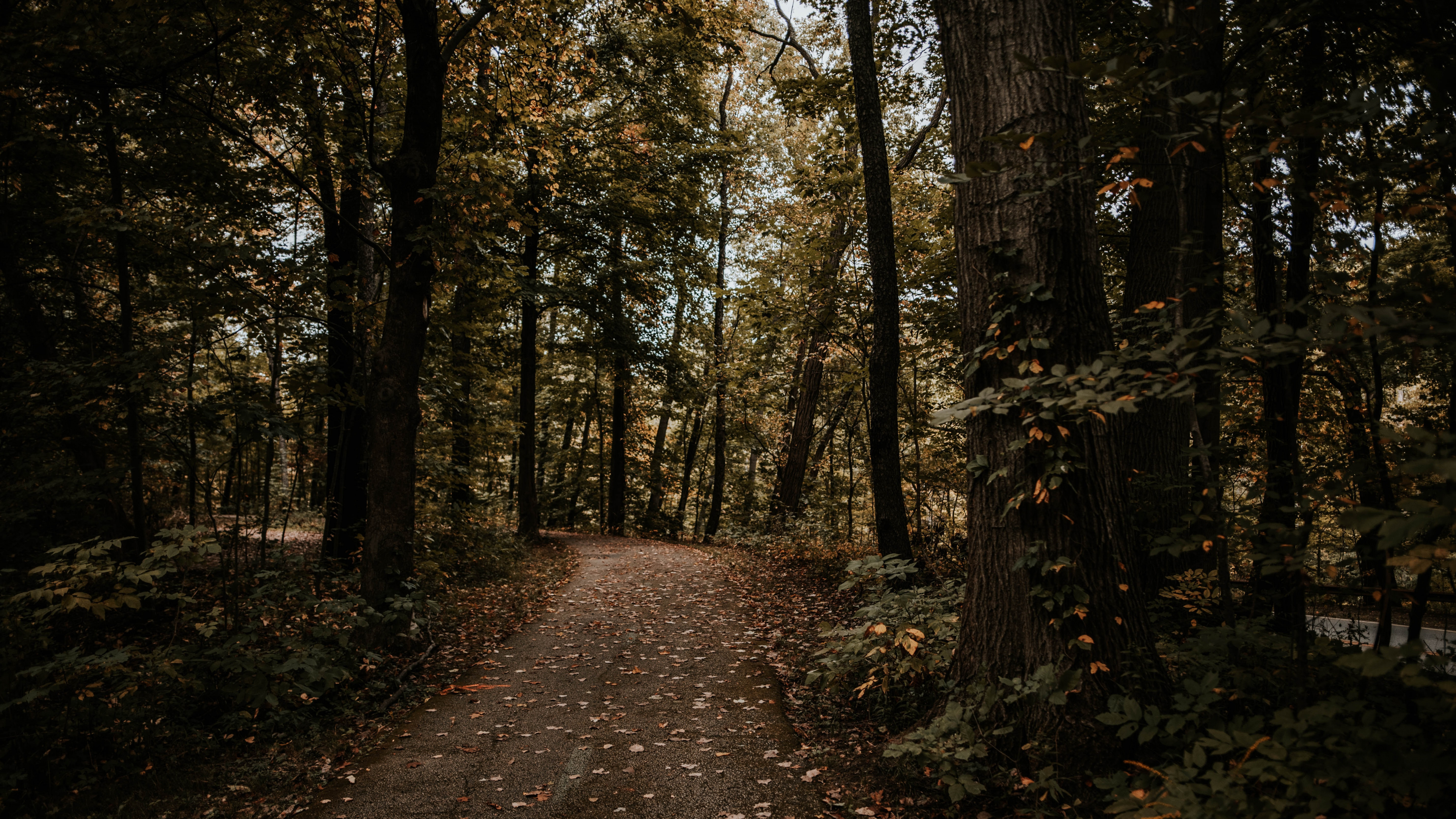 Forêt, Nature, Environnement Naturel, Woodland, Feuille. Wallpaper in 3840x2160 Resolution