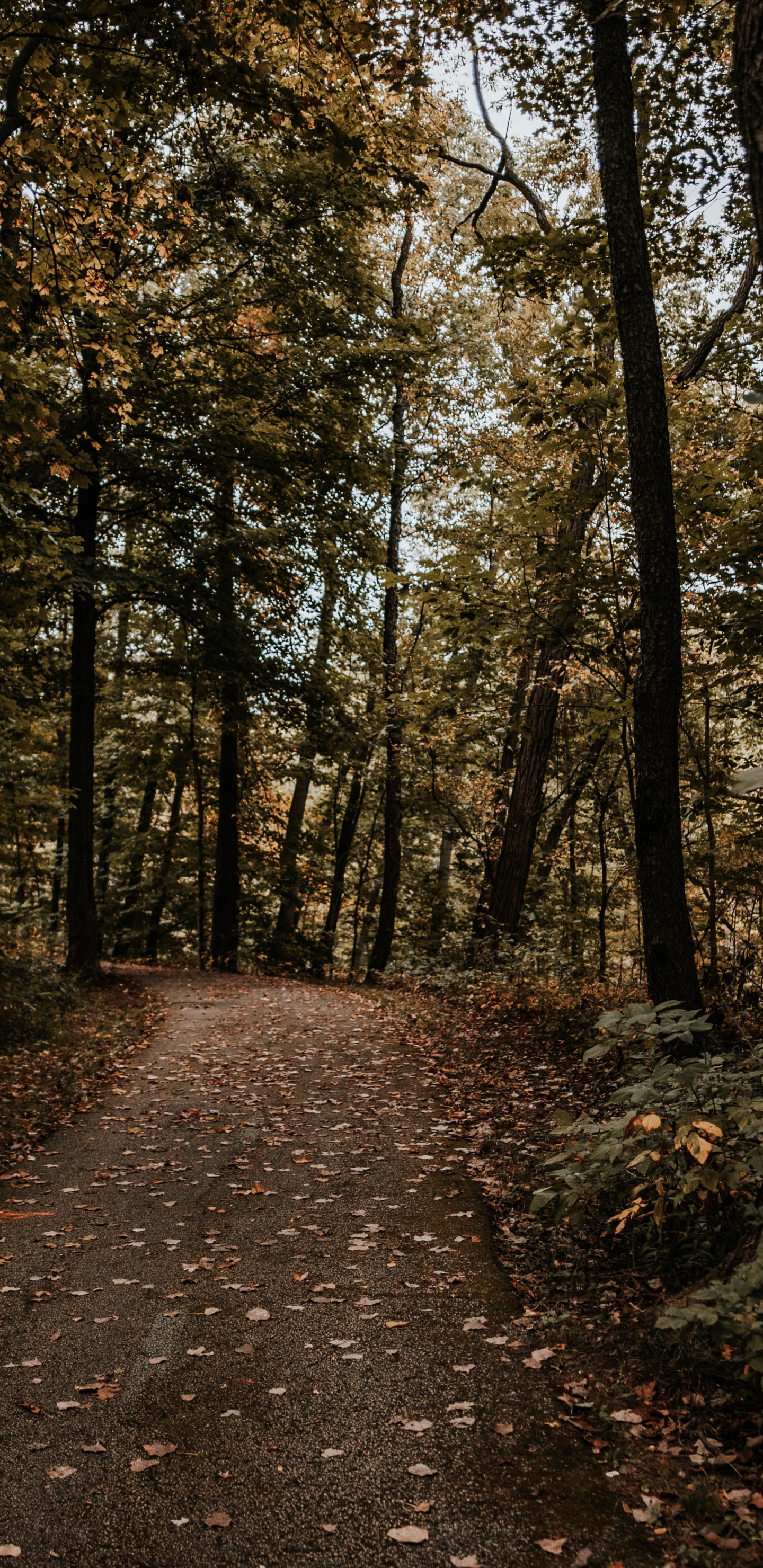 Wald, Baum, Natur, Natürlichen Umgebung, Blatt. Wallpaper in 1440x2960 Resolution