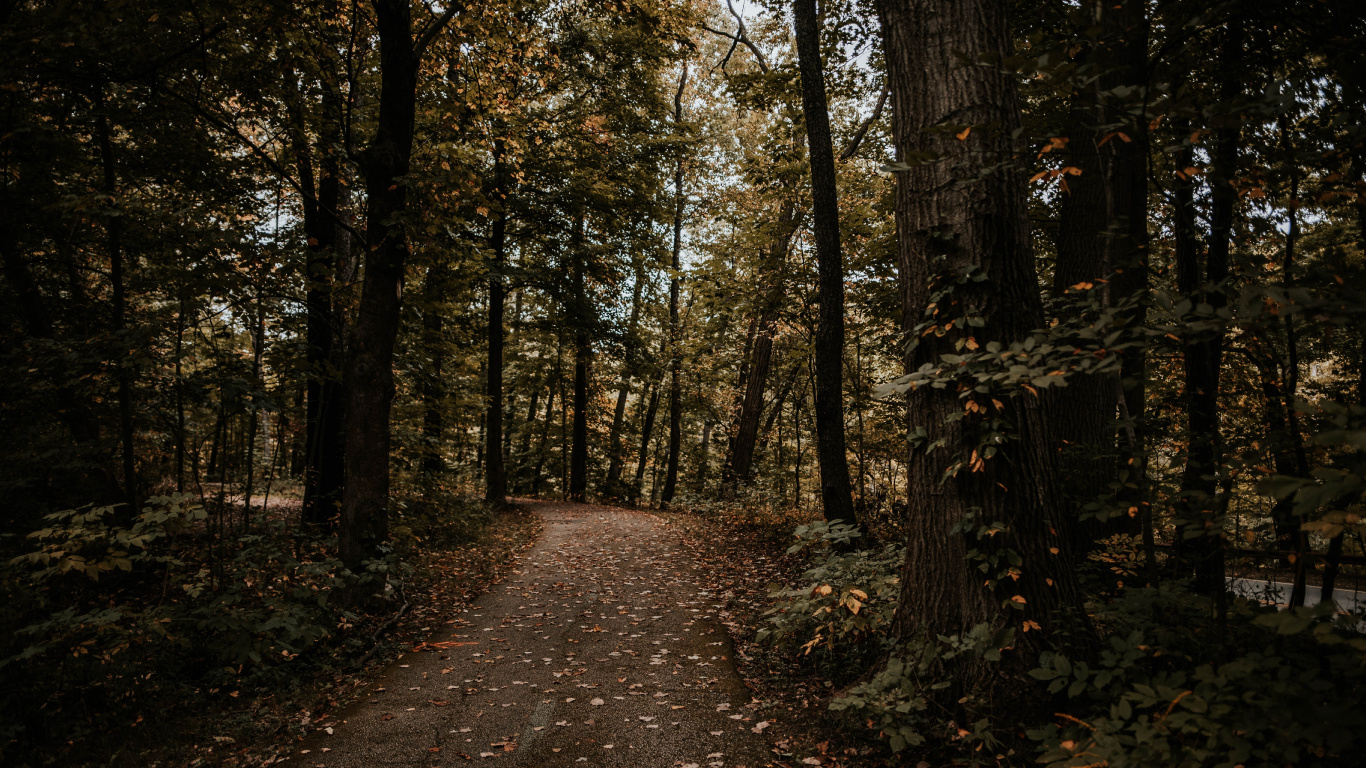Forest, Tree, Nature, Natural Environment, Woodland. Wallpaper in 1366x768 Resolution