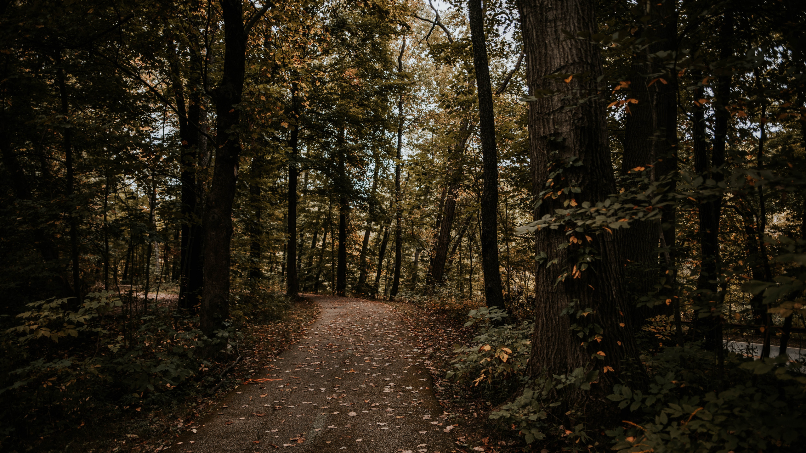 Forest, Tree, Nature, Natural Environment, Woodland. Wallpaper in 2560x1440 Resolution
