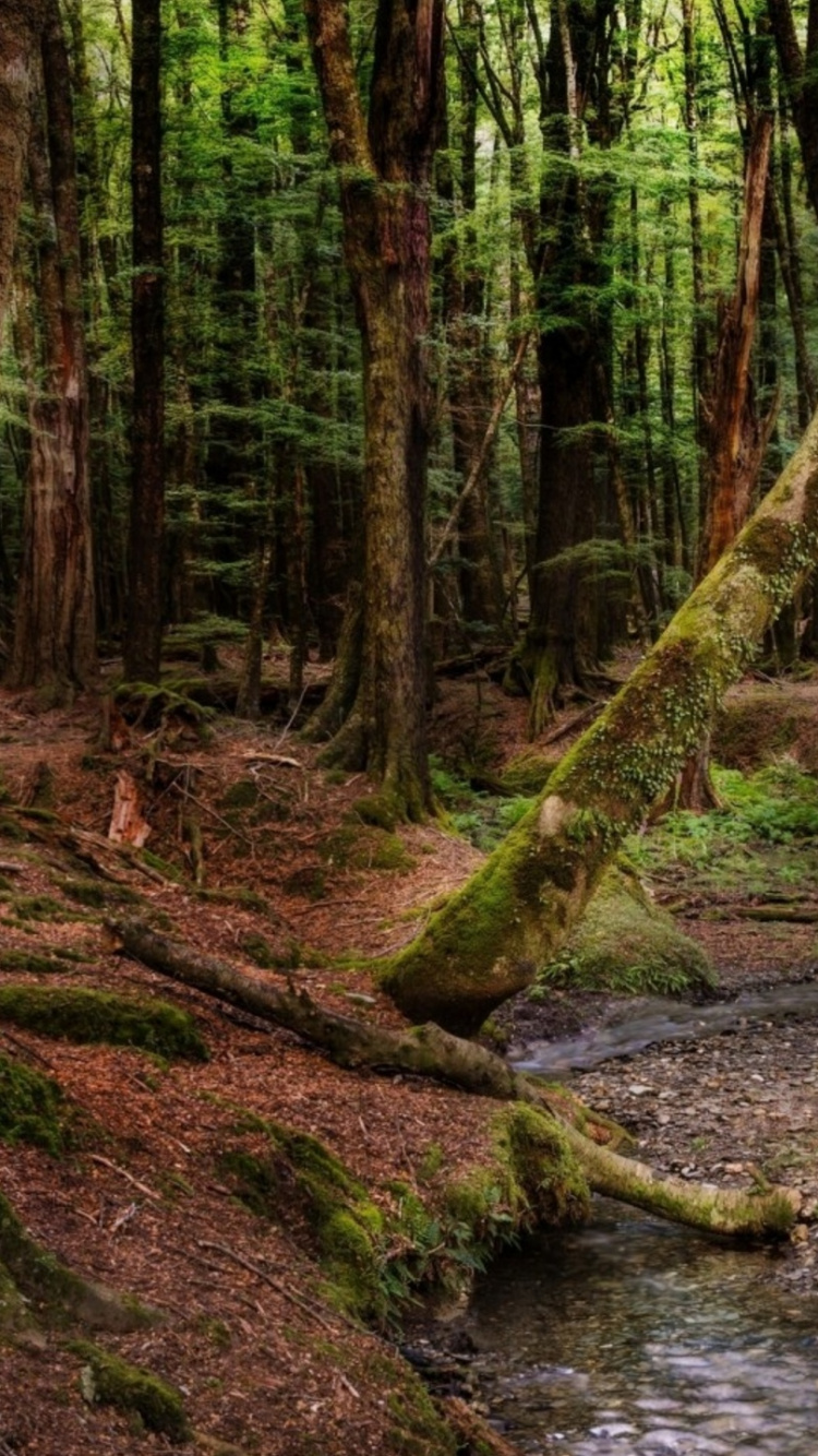 森林, 性质, 林地, 自然保护区, 荒野 壁纸 750x1334 允许