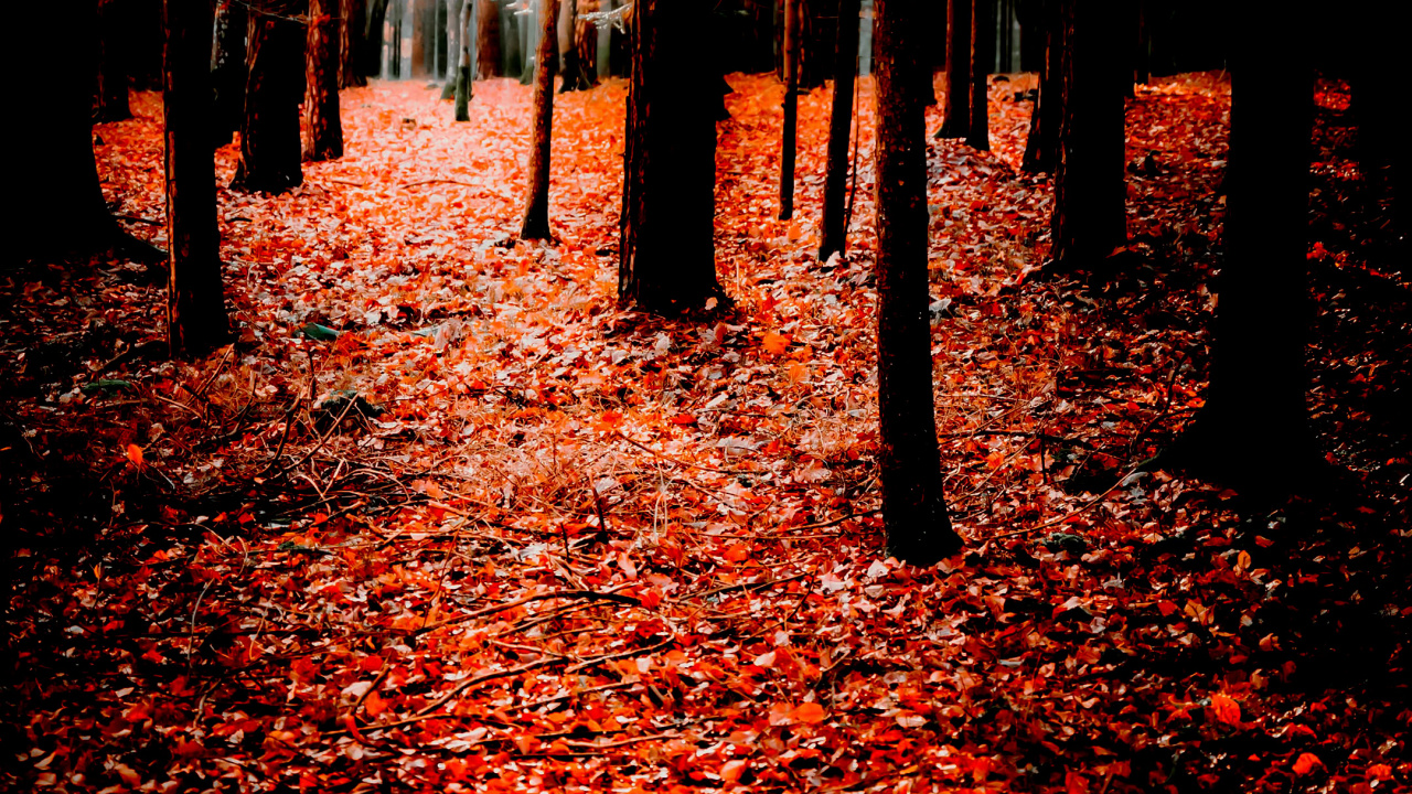 Natur, Herbst, Suchmaschinen-Optimierung, Smartphone, Menschen in Der Natur. Wallpaper in 1280x720 Resolution