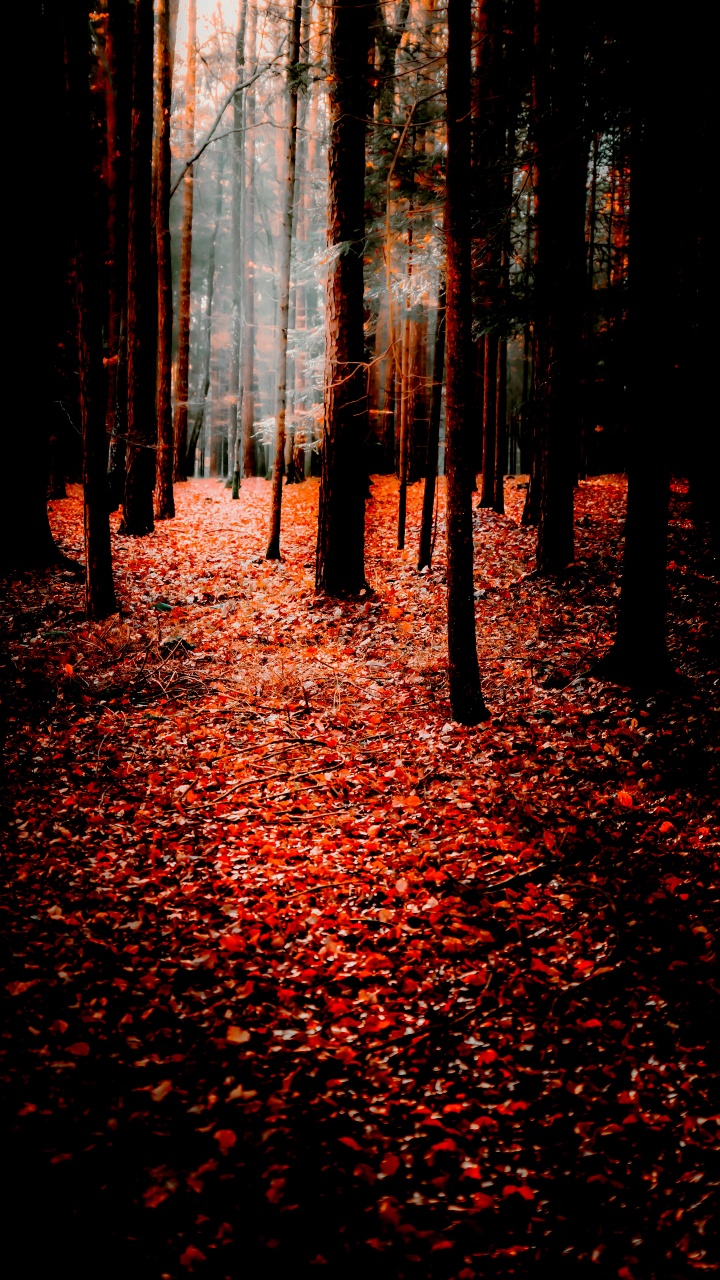 Natur, Herbst, Suchmaschinen-Optimierung, Smartphone, Menschen in Der Natur. Wallpaper in 720x1280 Resolution