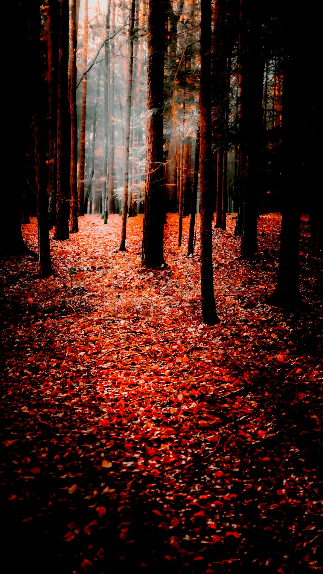 Naturaleza, Optimización De Motores De Búsqueda, Smartphone, La Gente en la Naturaleza, Paisaje Natural. Wallpaper in 1080x1920 Resolution