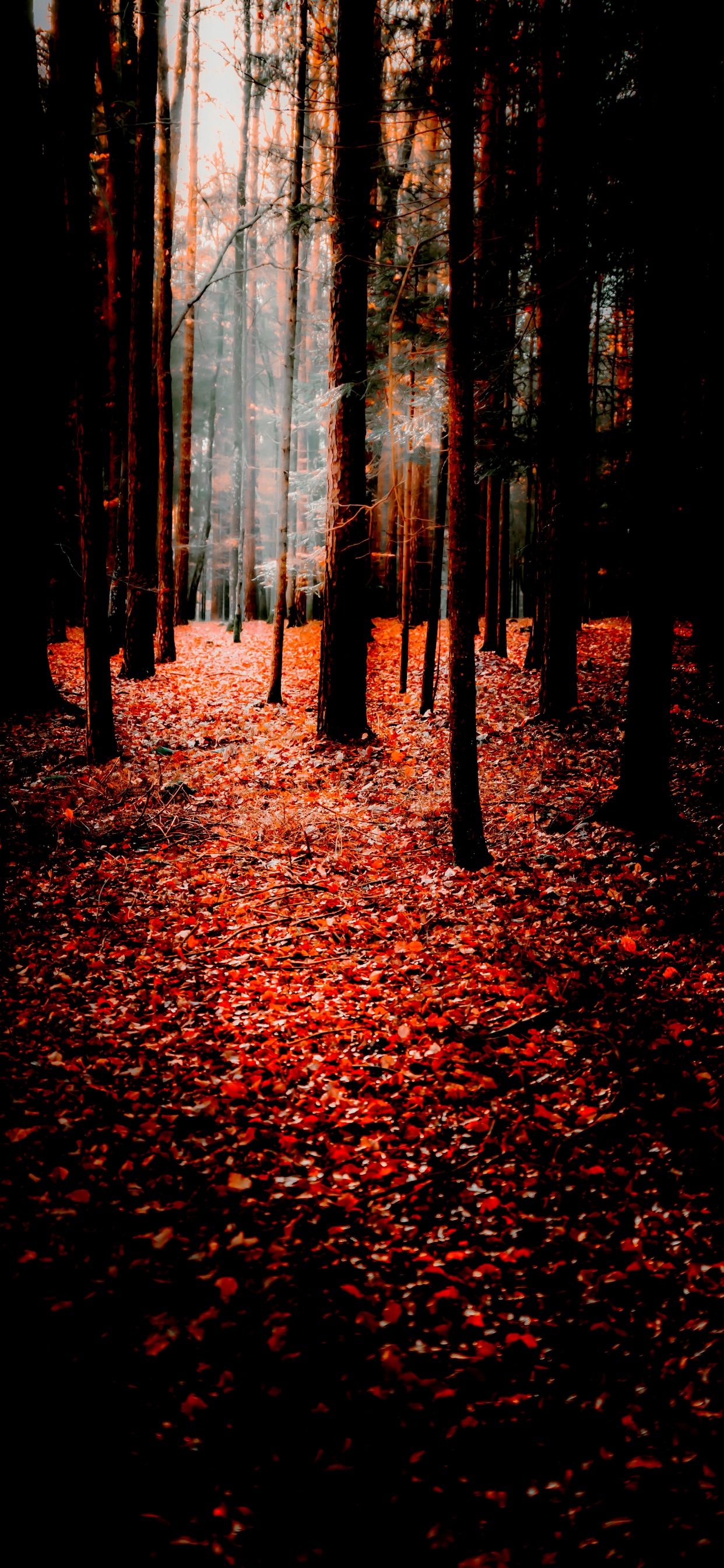 Naturaleza, Optimización De Motores De Búsqueda, Smartphone, La Gente en la Naturaleza, Paisaje Natural. Wallpaper in 1242x2688 Resolution