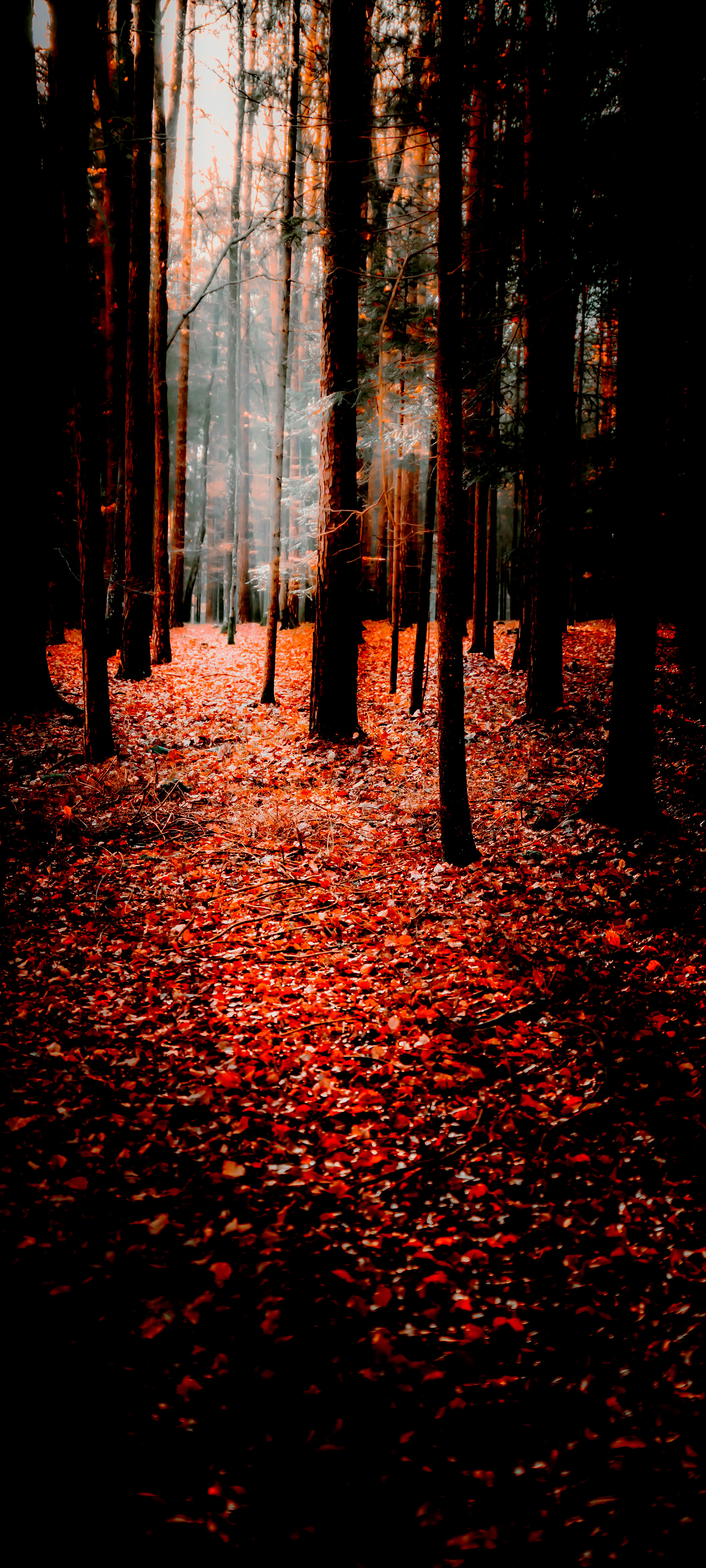 Autumn Forest Mist IPhone Wallpaper  IPhone Wallpapers  iPhone Wallpapers